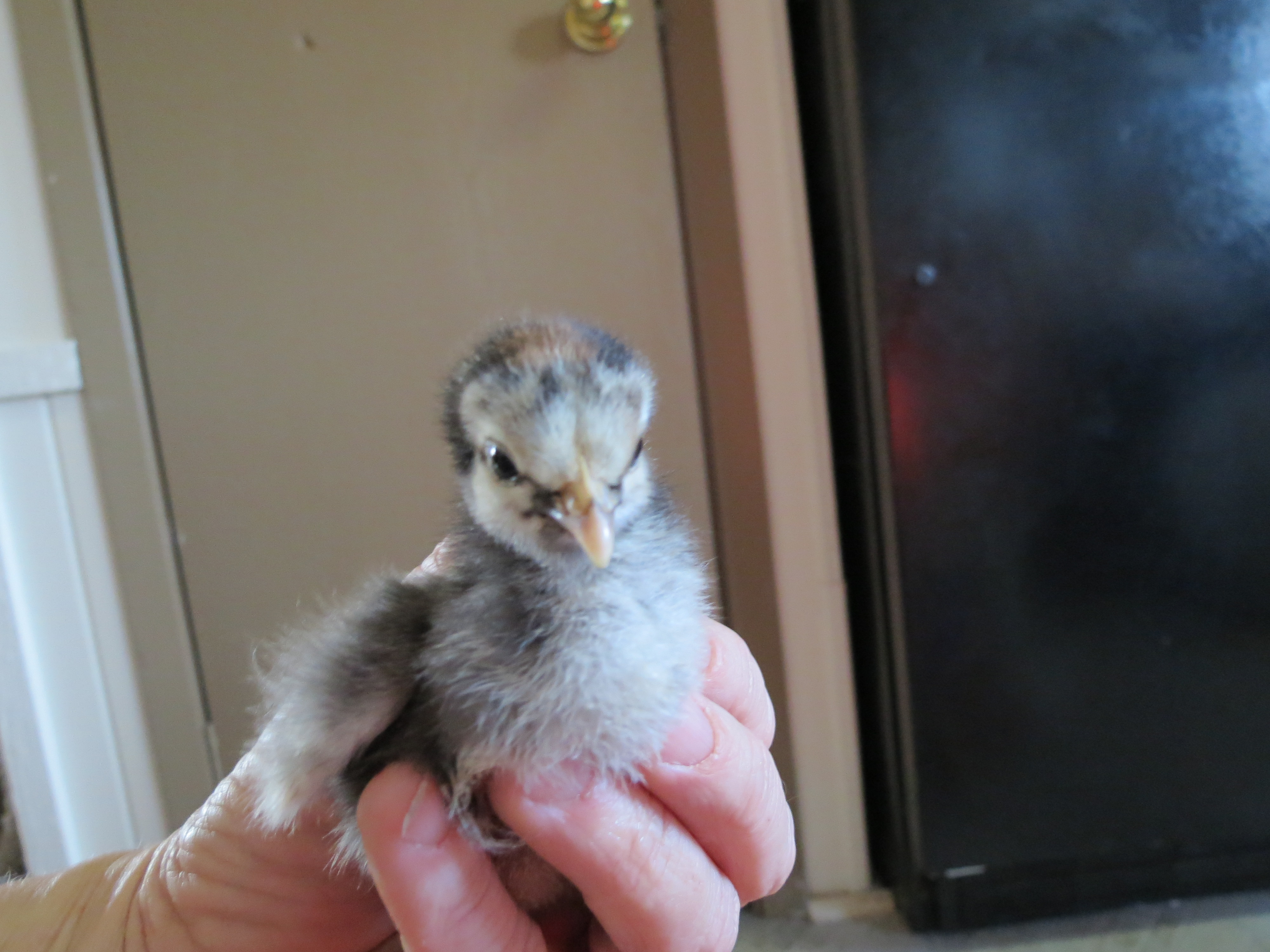 under a week old