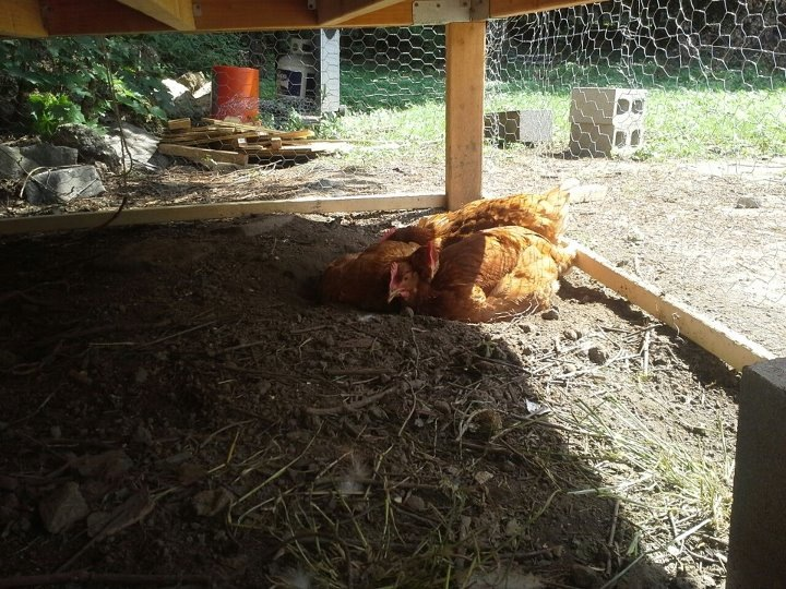 under the chicken coop, i dnt know why they make a hole and they stay there, together is really cute to see them,.