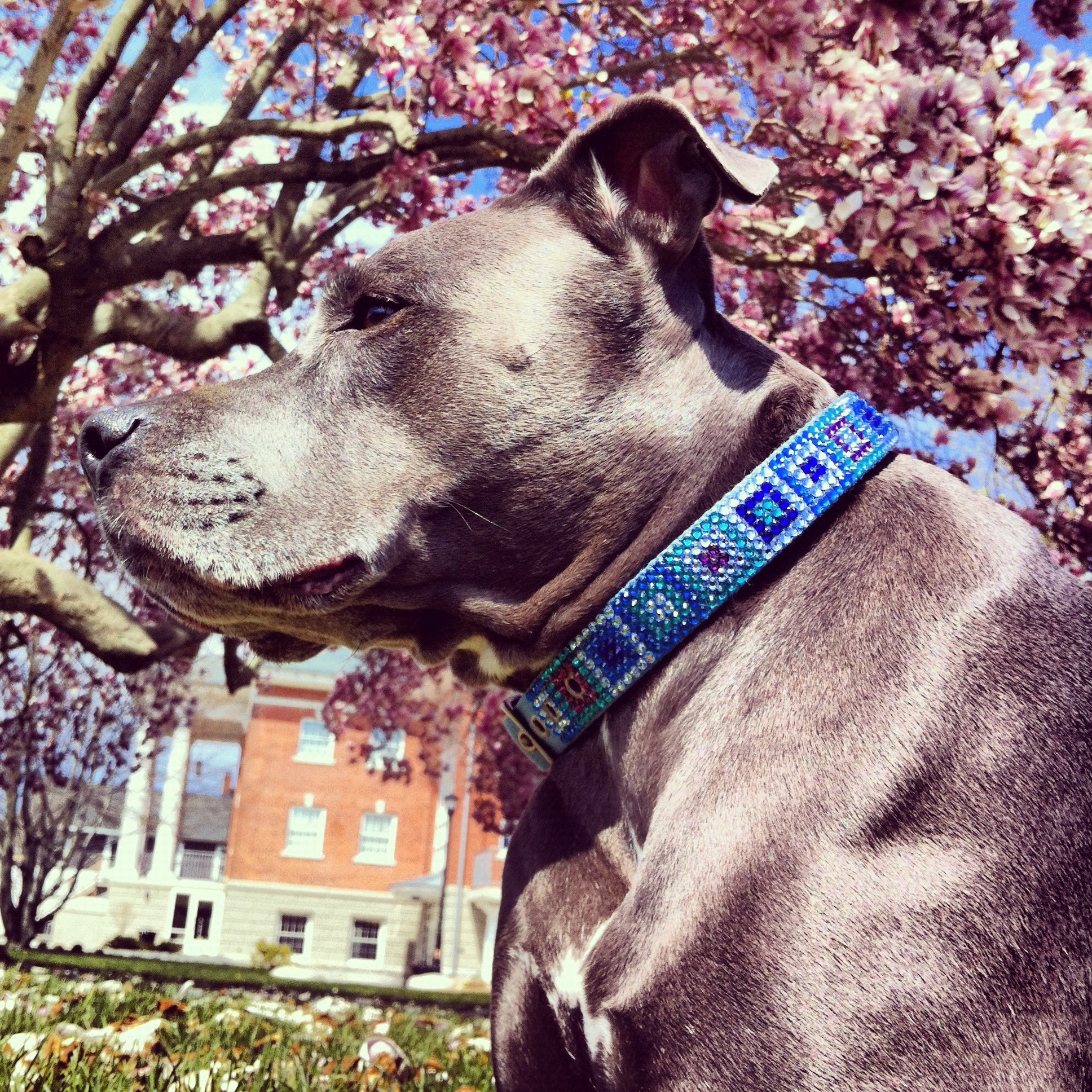 Under the pretty tree.