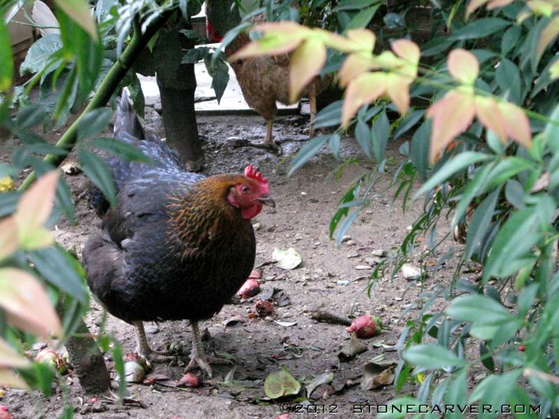 under the shrubs