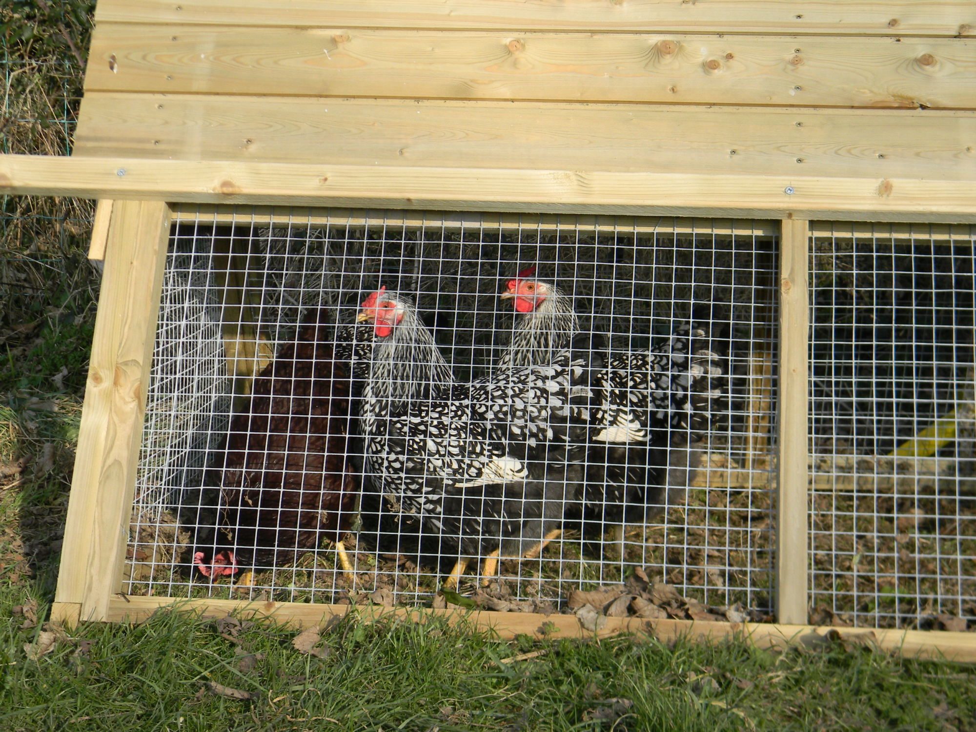 Under the wee Ark where they have their dust baths.