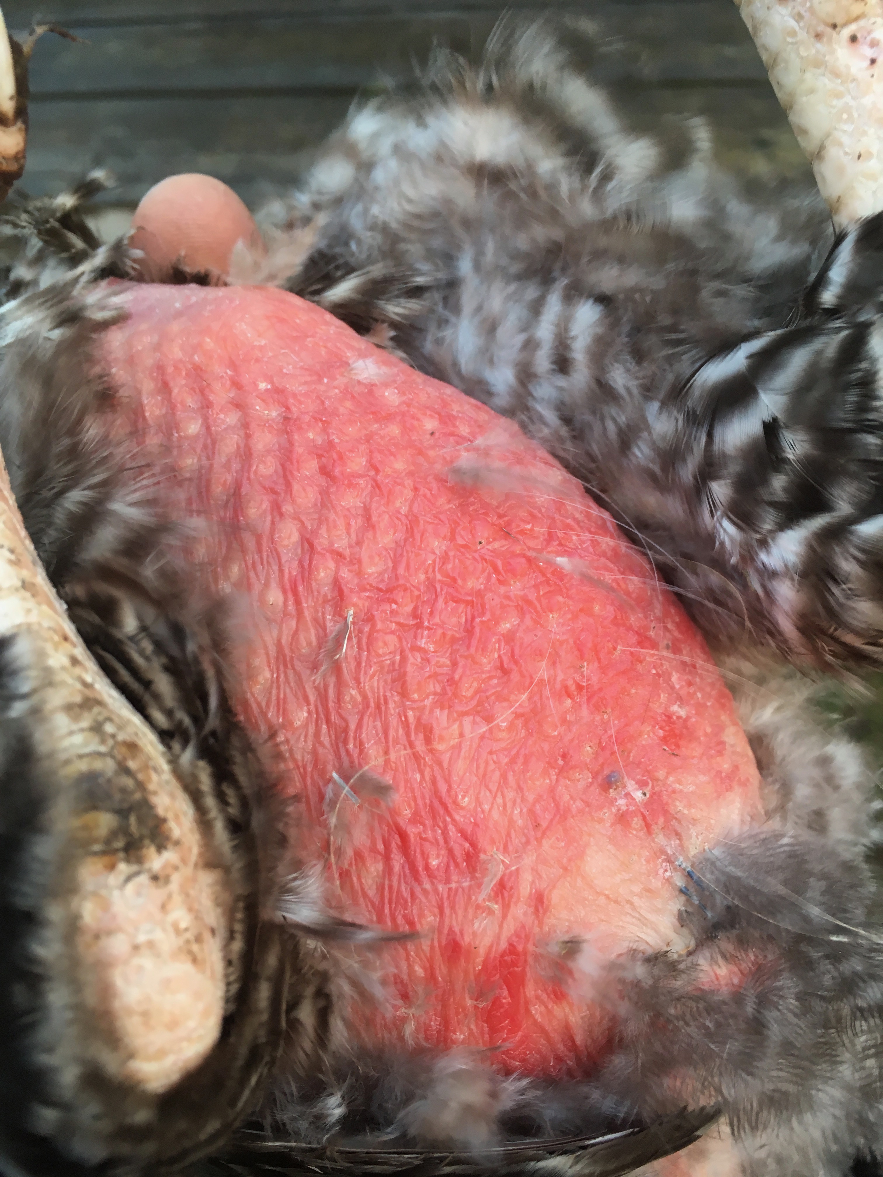 Underside of barred rock with feather loss