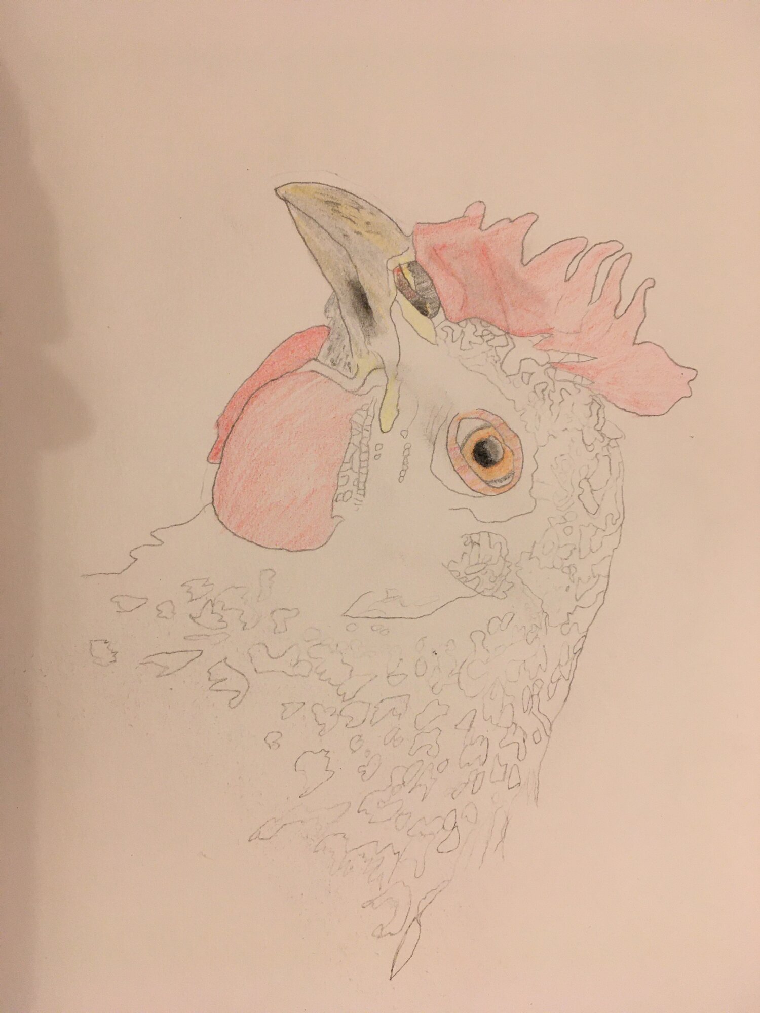 Unfinished Barred Rock Sketch