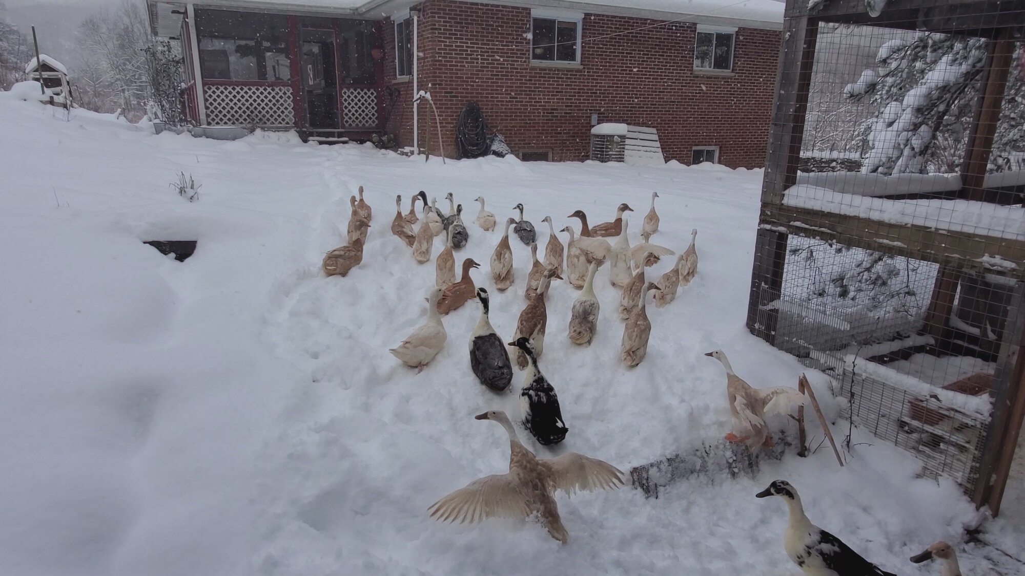 unhappy ducks in the snow.jpg