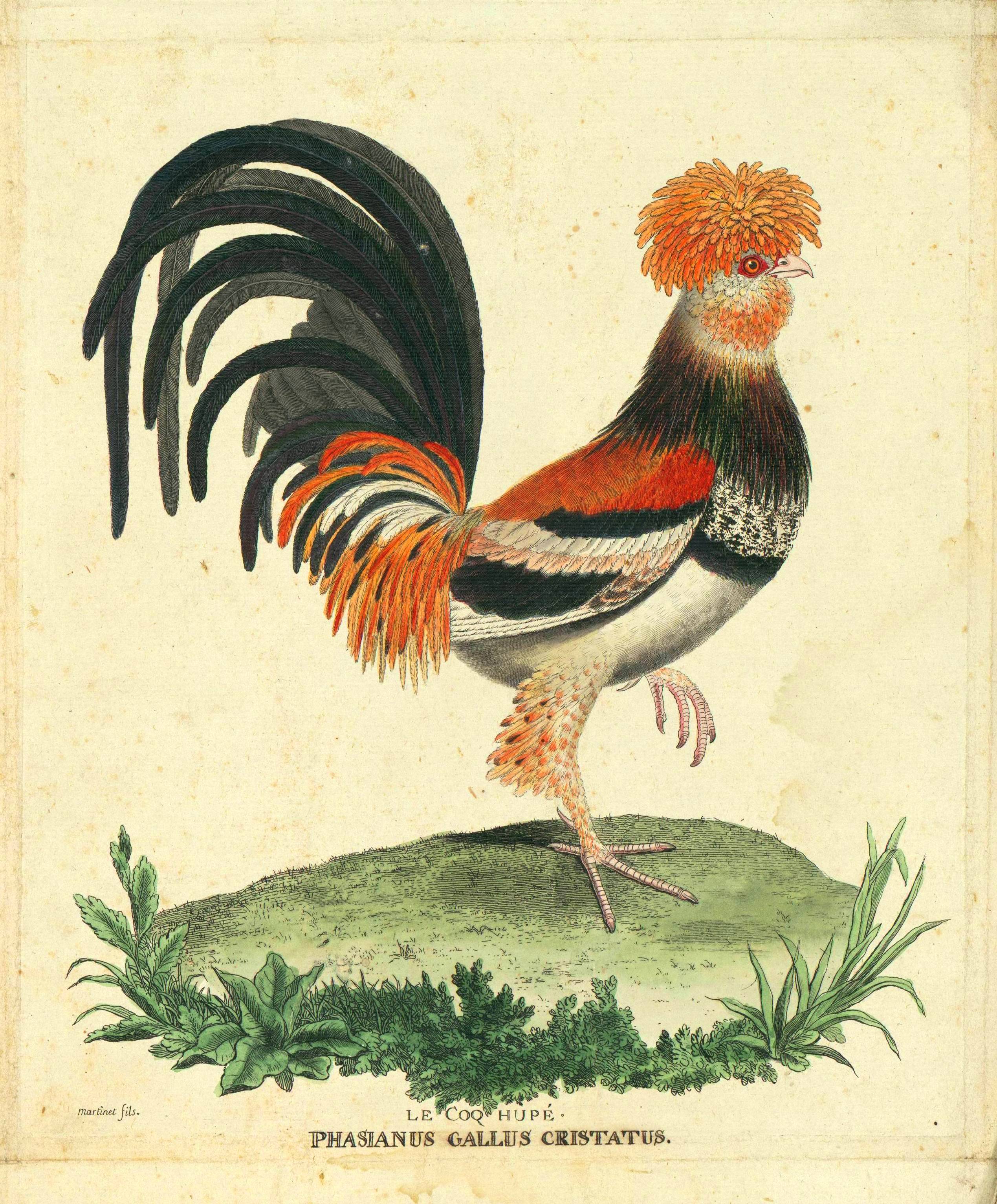 Unknown crested Rooster