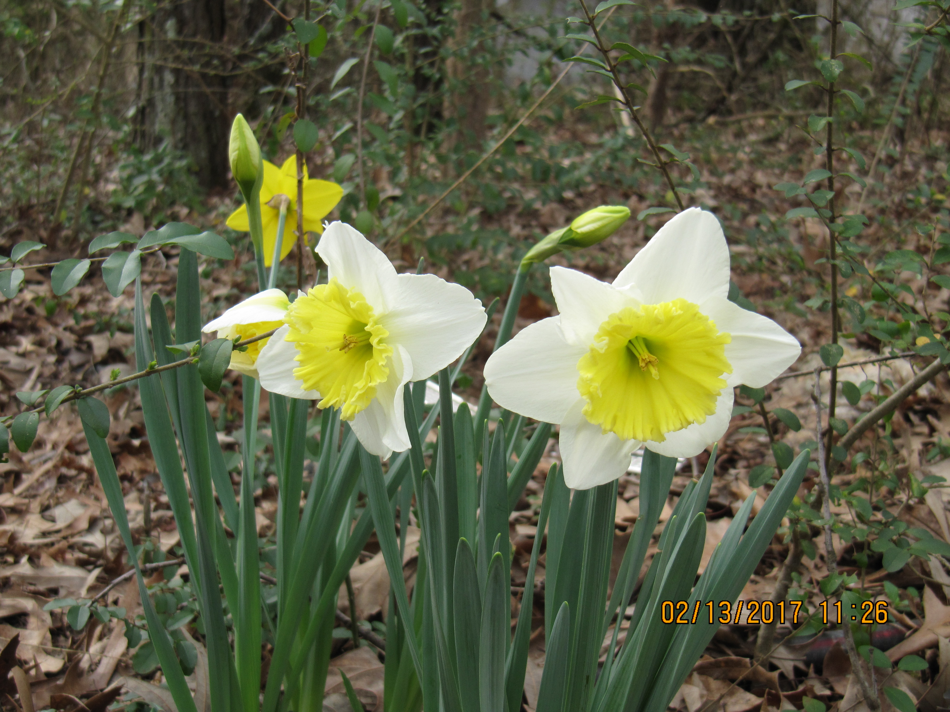 unknown Daffodil