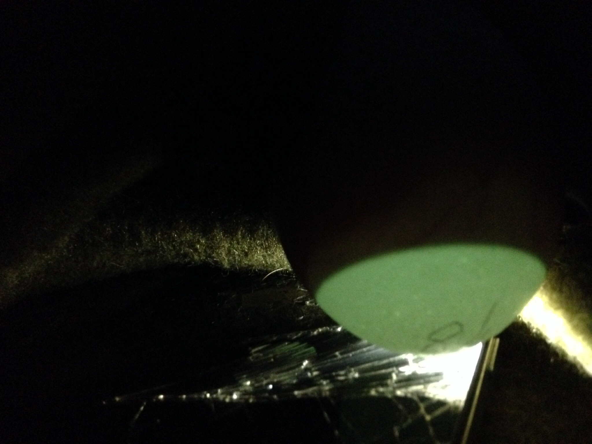 Unknown from our flock