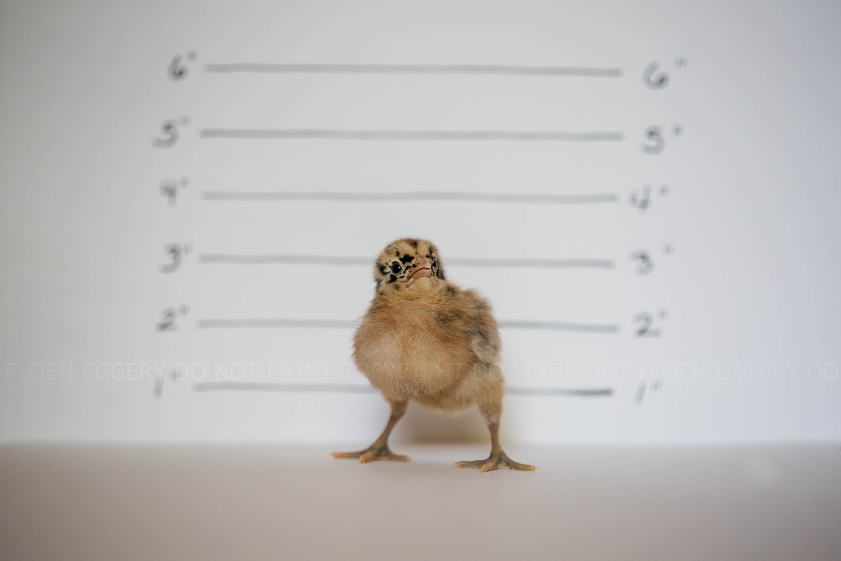UNKNOWN RARE BREED FROM MURRAY MCMURRAY HATCHERY