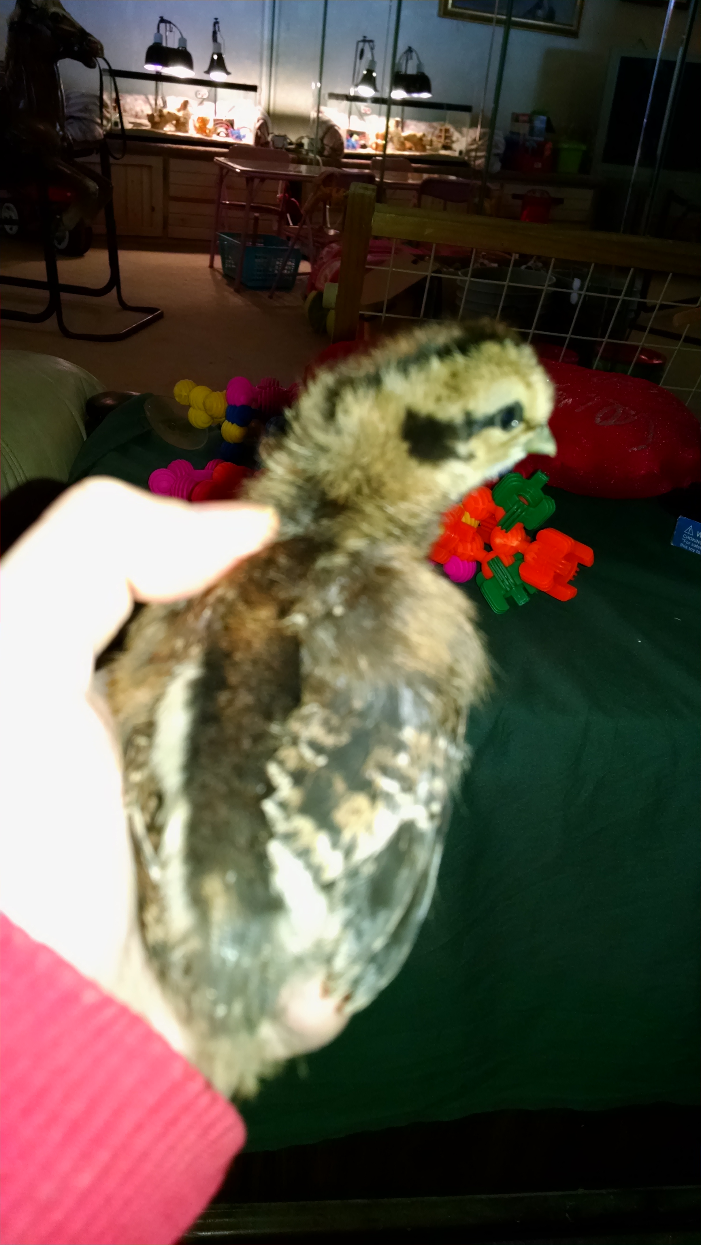 Unnamed chick 2  going to a friend. Silkie/EE cross breed. 5 toes on both feet.