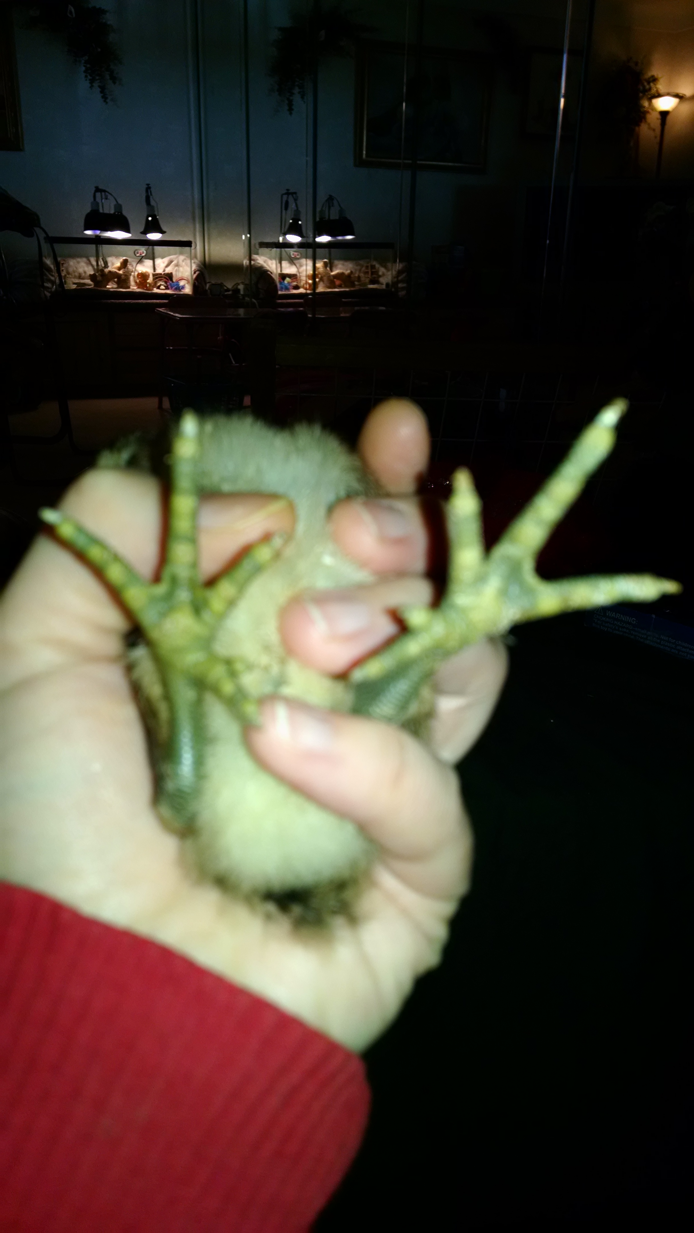 unnamed chick 2