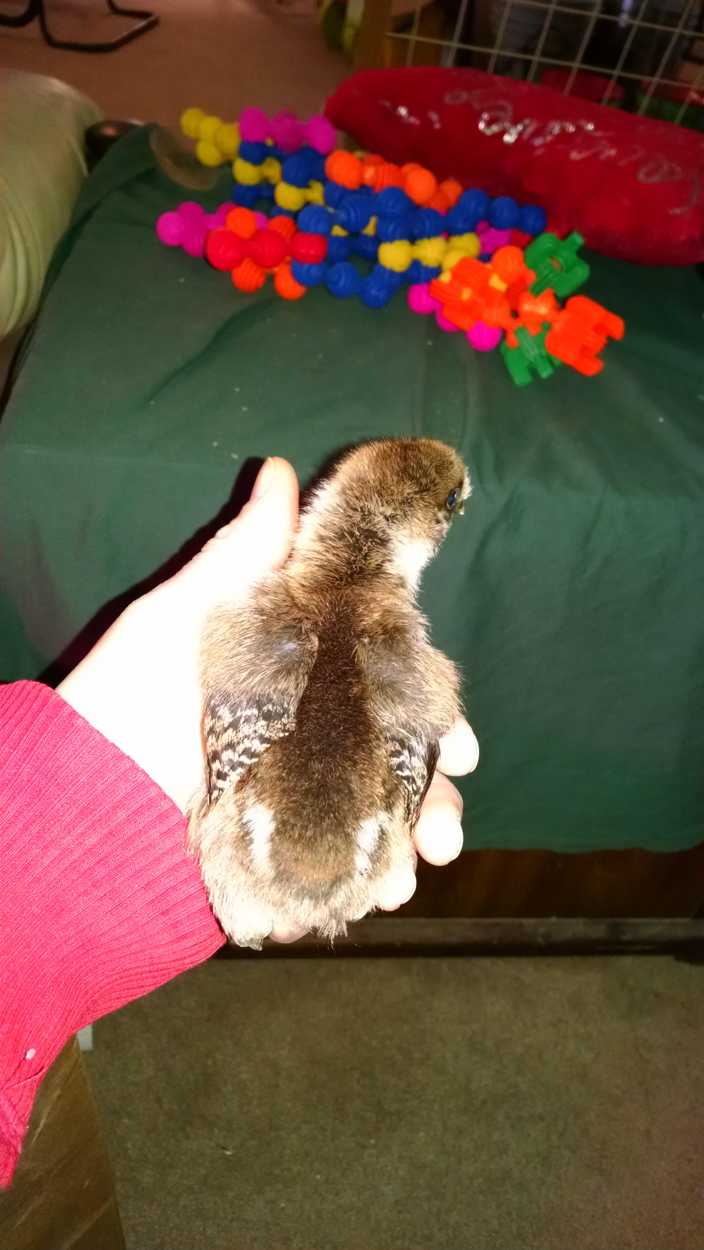 Unnamed chick going to a friend when it is 5 weeks old.  Silkie/EE cross breed, born 5/07/16.  has one foot with 5 toes and one foot with 4 toes.