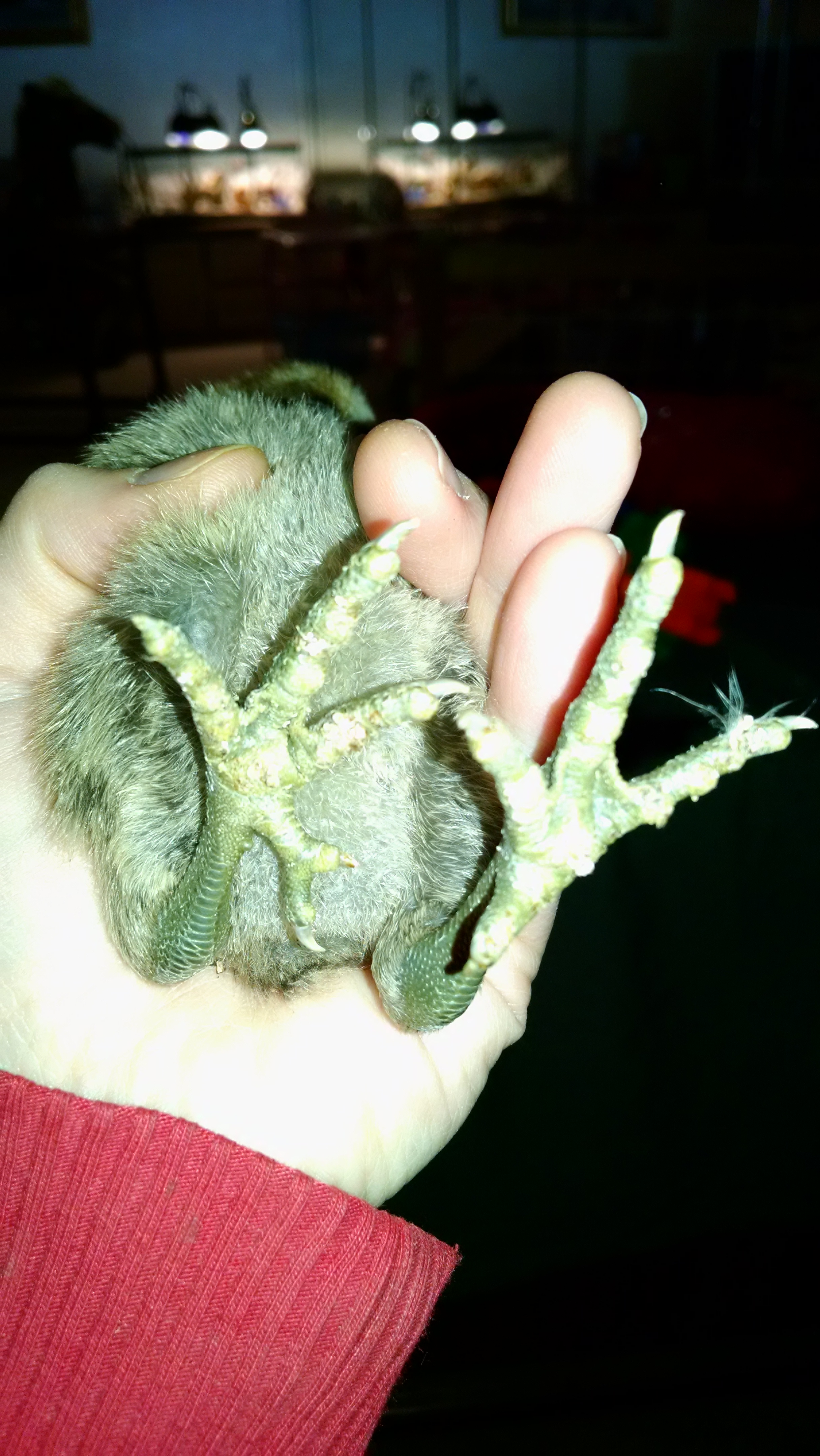 unnamed chick