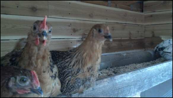 Unnamed, Zues and Athena