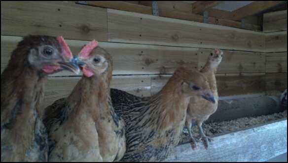 Unnamed, Zues, Athena and Scooter