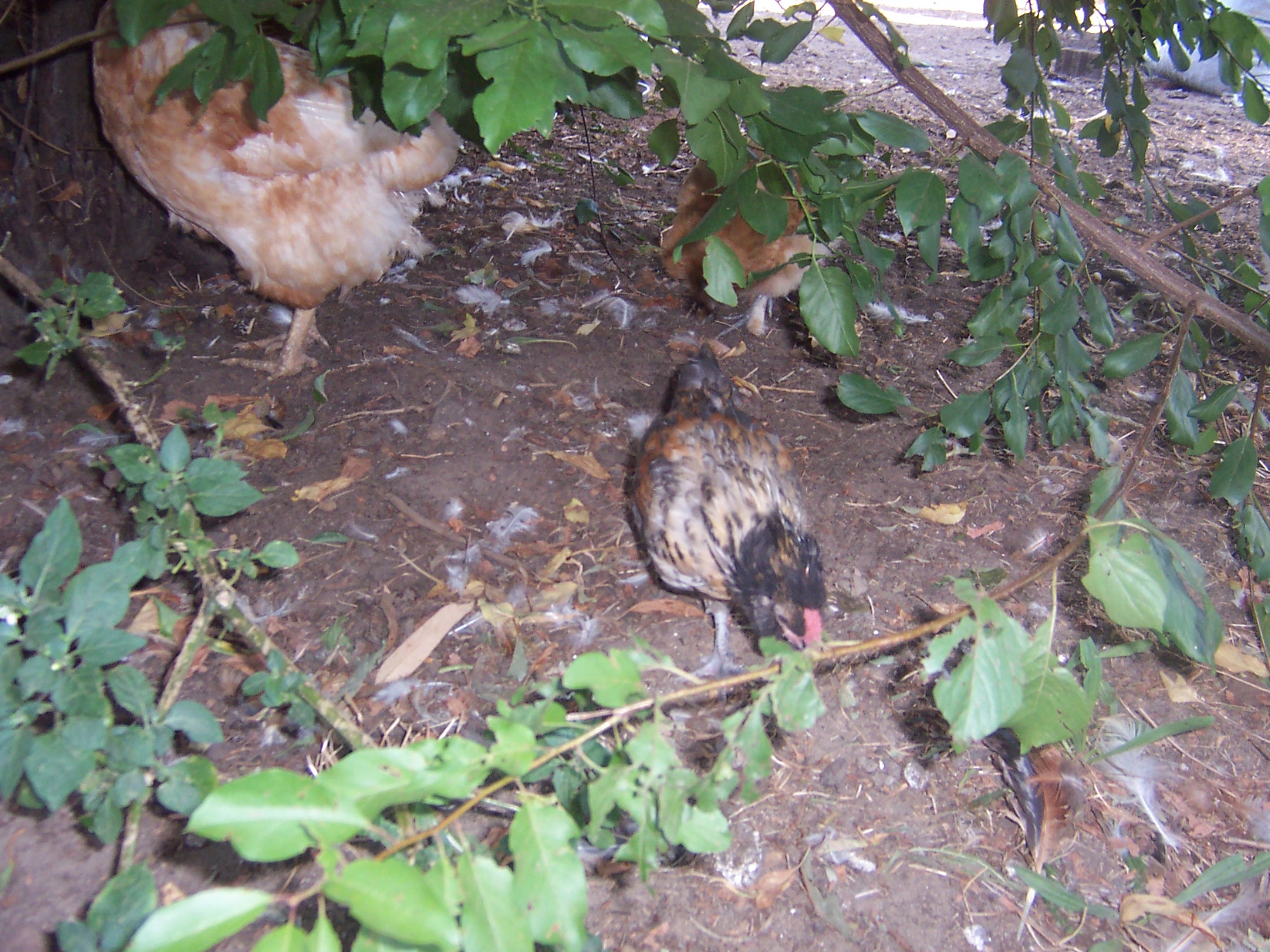 UNNAMEDs, Sweets, 2012

A bold and black, sweet arucana rooster, searching for food! :)