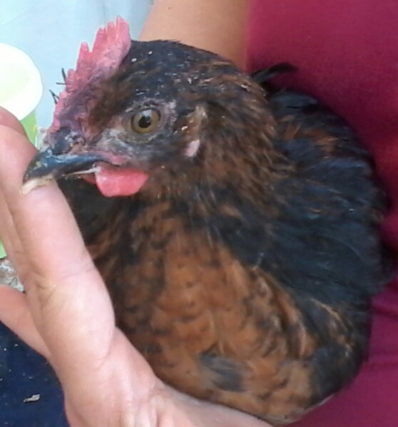 Uno, now crows. Wish was a hen. Very gentle and curious. Loves attention.