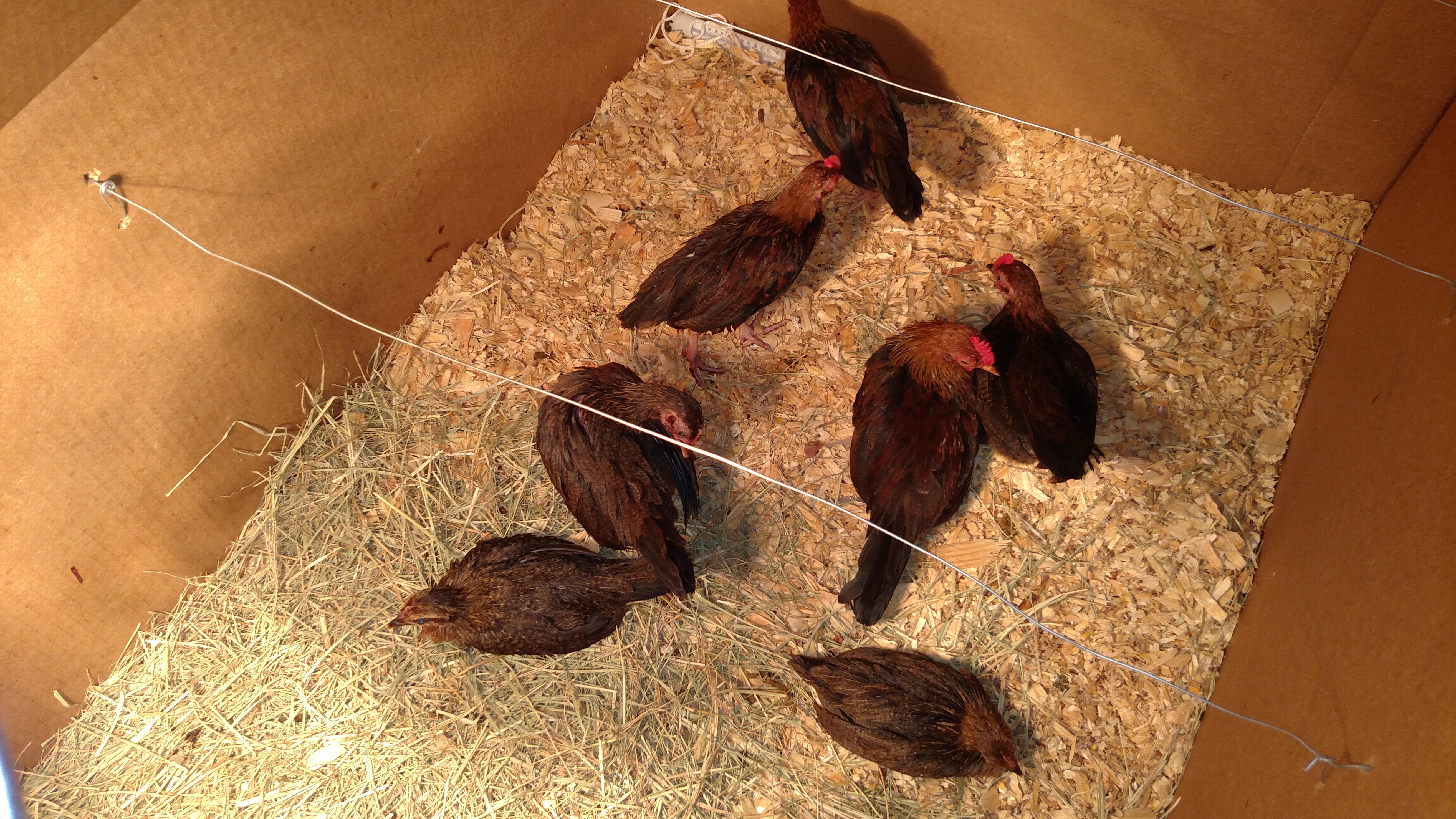 Up to 7 sick chicks this morning in ICU.  Haven't lost any yet.  They are trying to hold on.