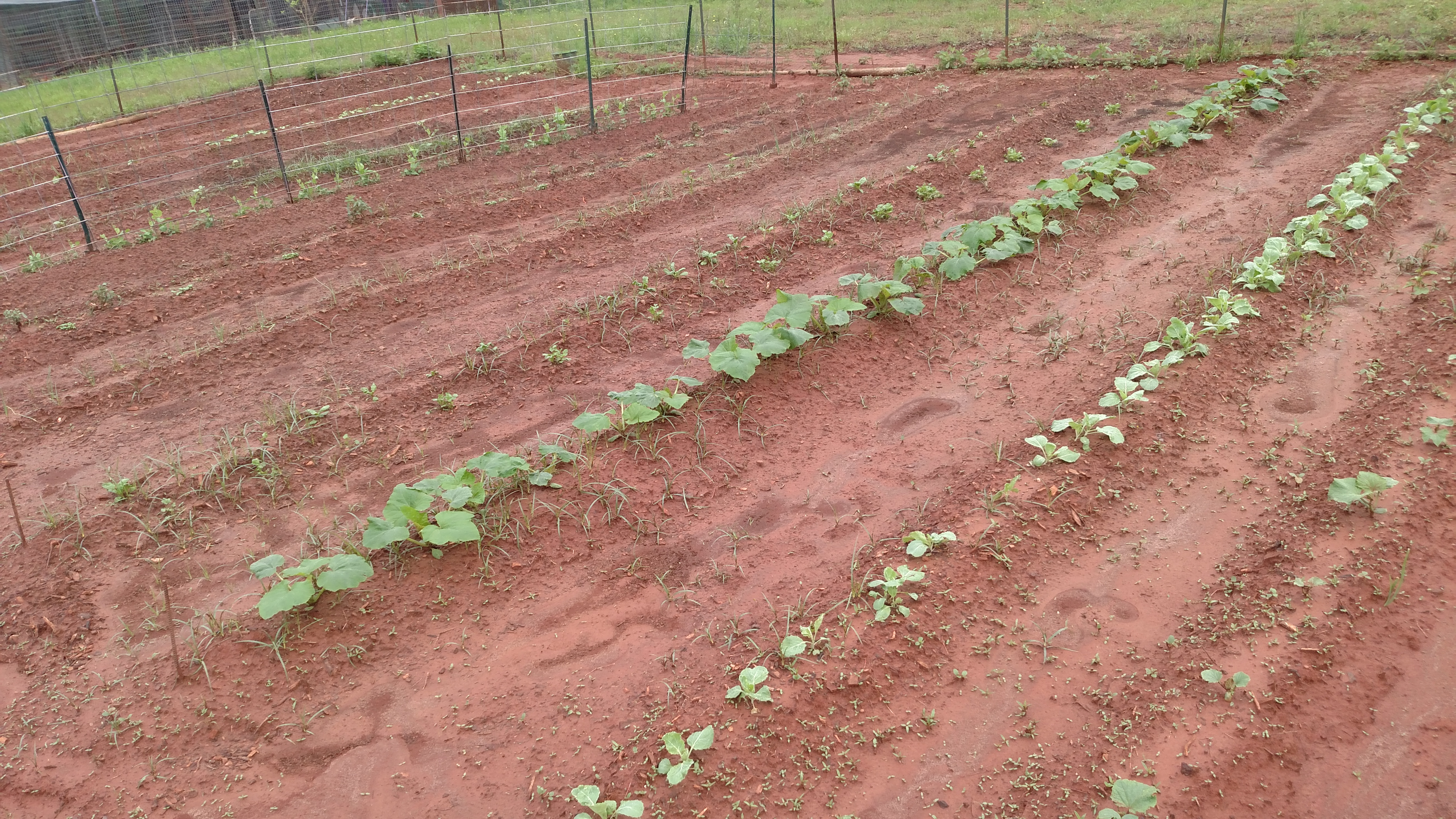 Update on garden.  As soon as it dries out, I'm in.