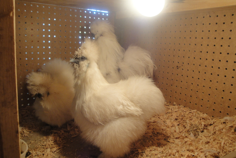 Upper cabinet level with my Paint and two white hens.