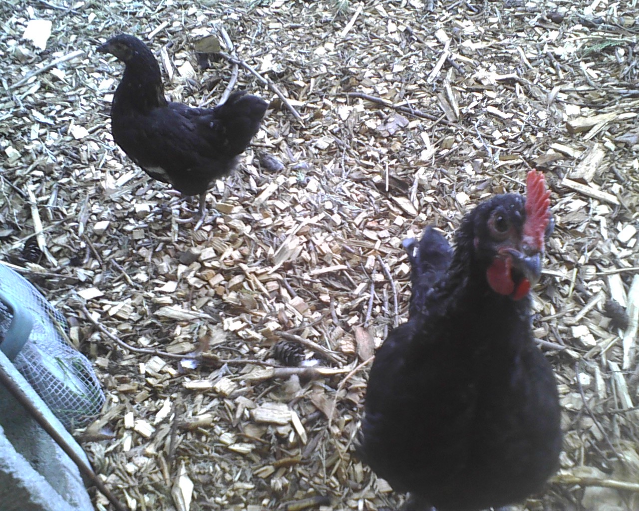 Upper left. (front right is my constantly escaping hatchery red hen) She's an odd looking thing isn't she? But she's purebred from GFF lines. Horrible type for an Orp, but she lays like crazy, and where the bantam orps are sweet, SHE's like molasses, honey and what I imagine nectar must be like all in one little package. Worth experimenting with, IMO.