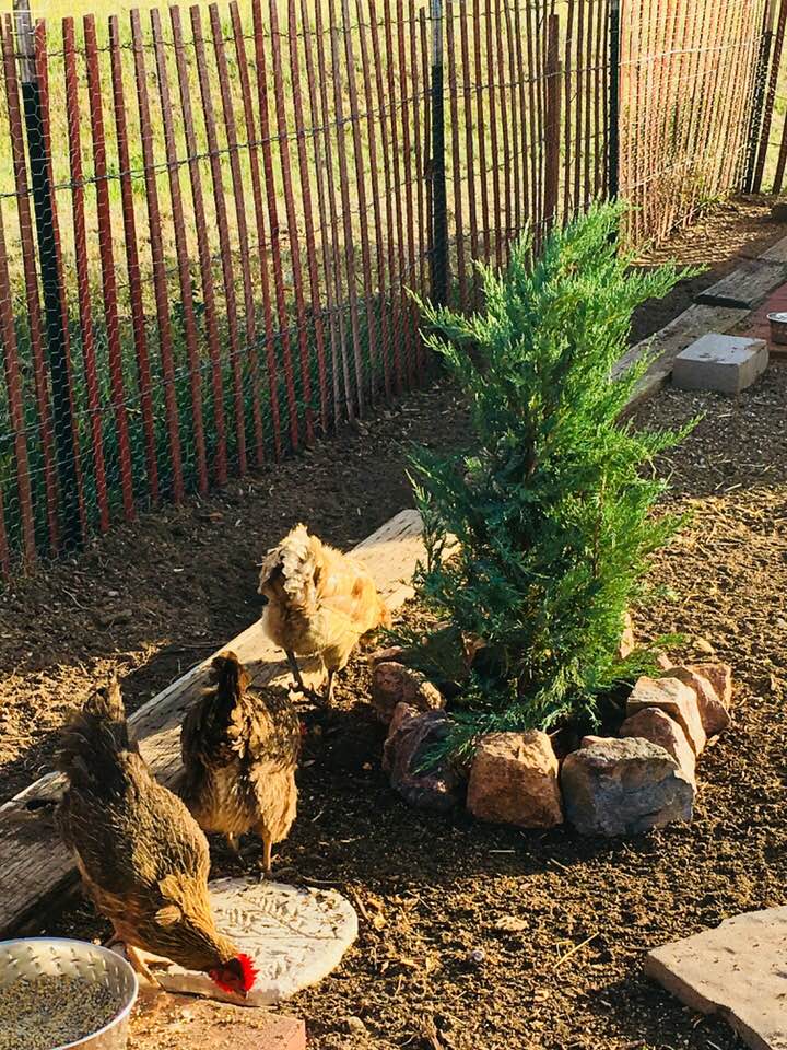Upright Juniper Chicken Run Plants