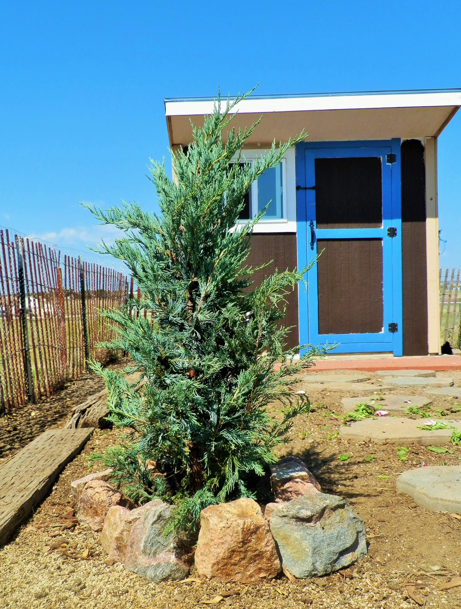 Upright Juniper In The Chicken Run