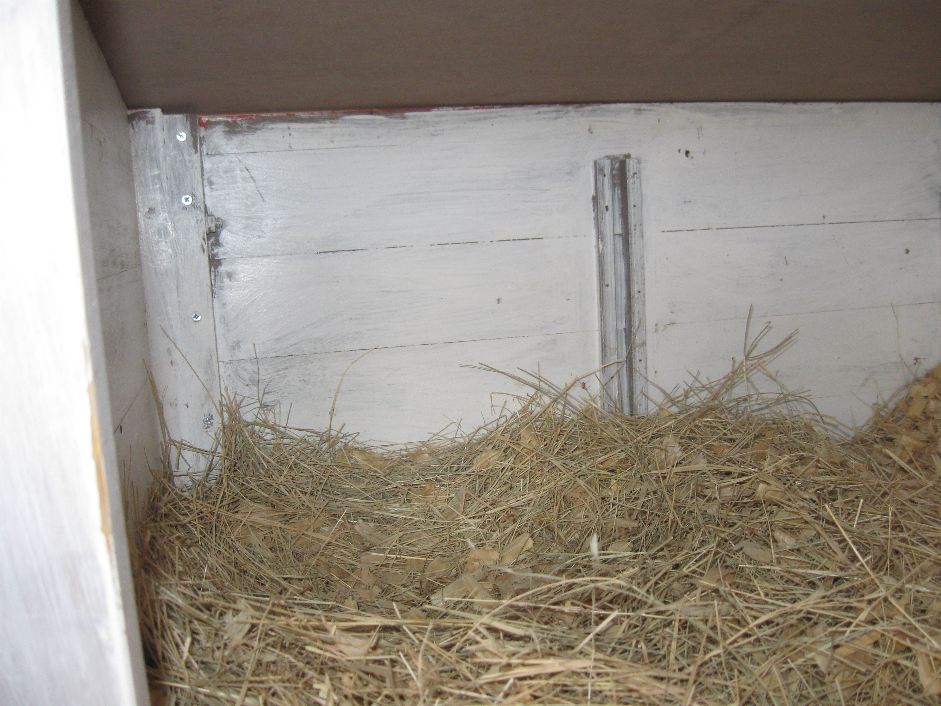 Upstairs nest box, which was with the original coop. The girls use either nest box now. No more waiting in line !