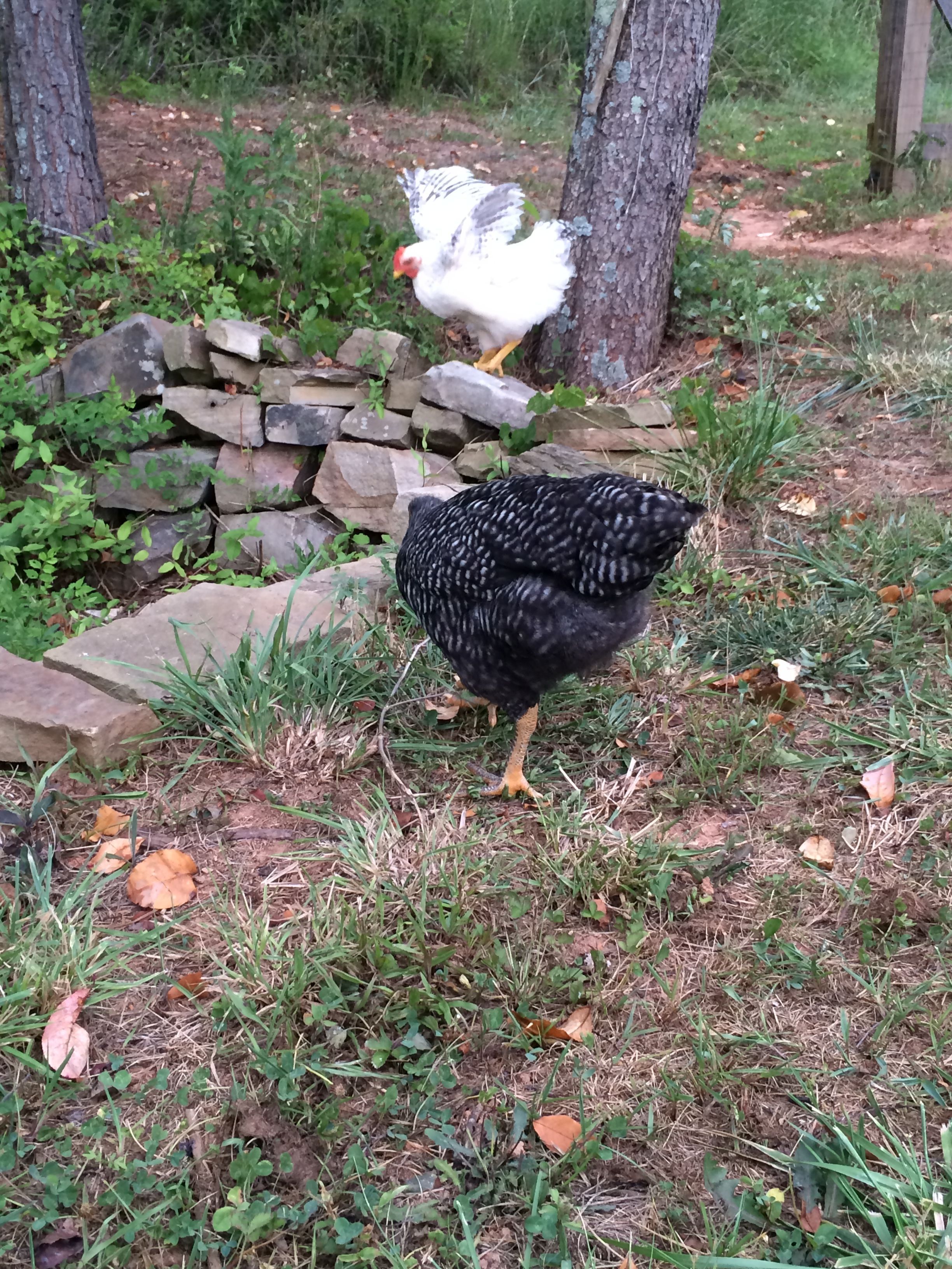 Ursula 9 week Barred Rock and Bianca 9 week Delaware.