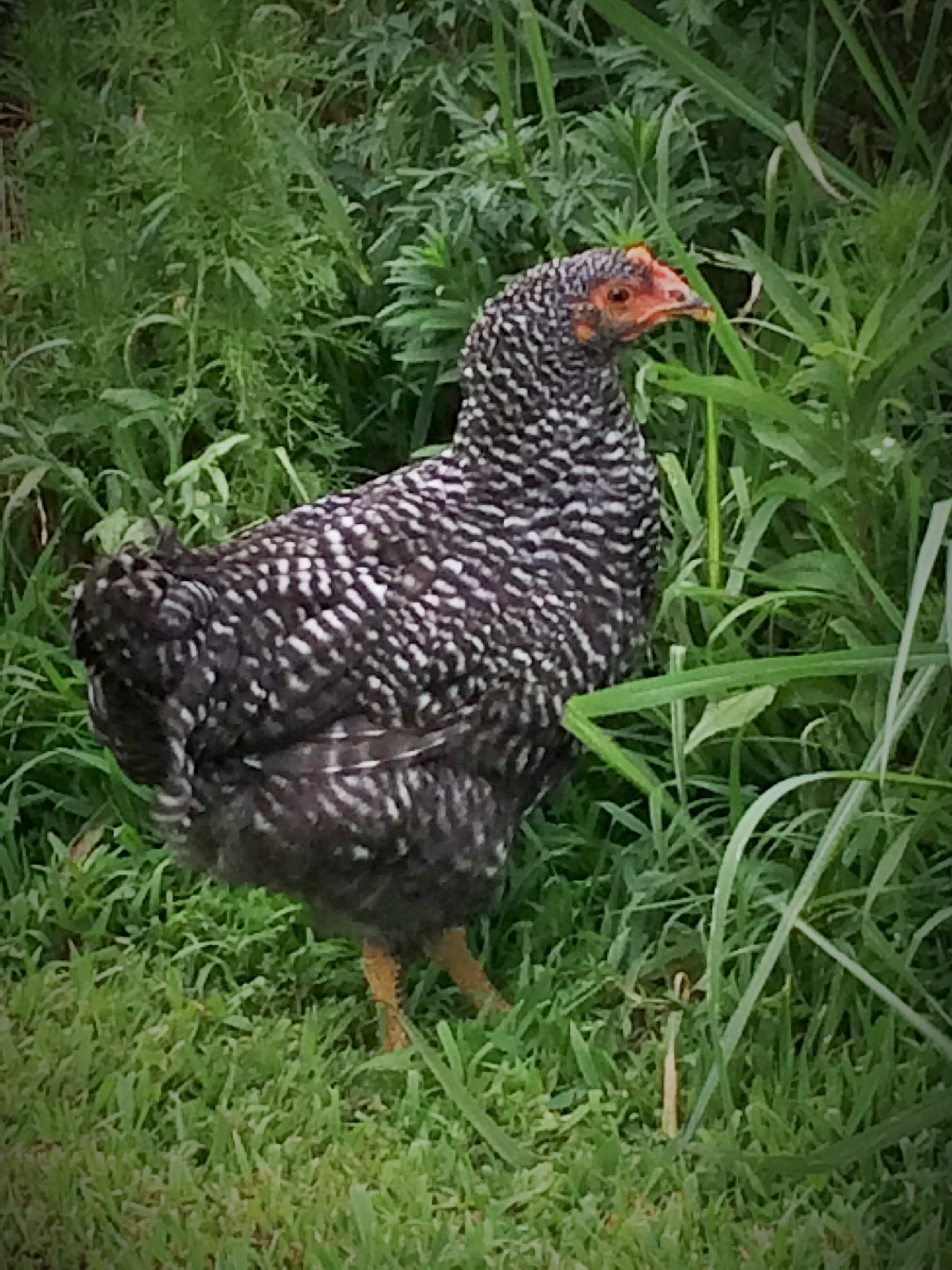 Ursula 9 week old Barred Rock. My favorite, super sweet and very curious!