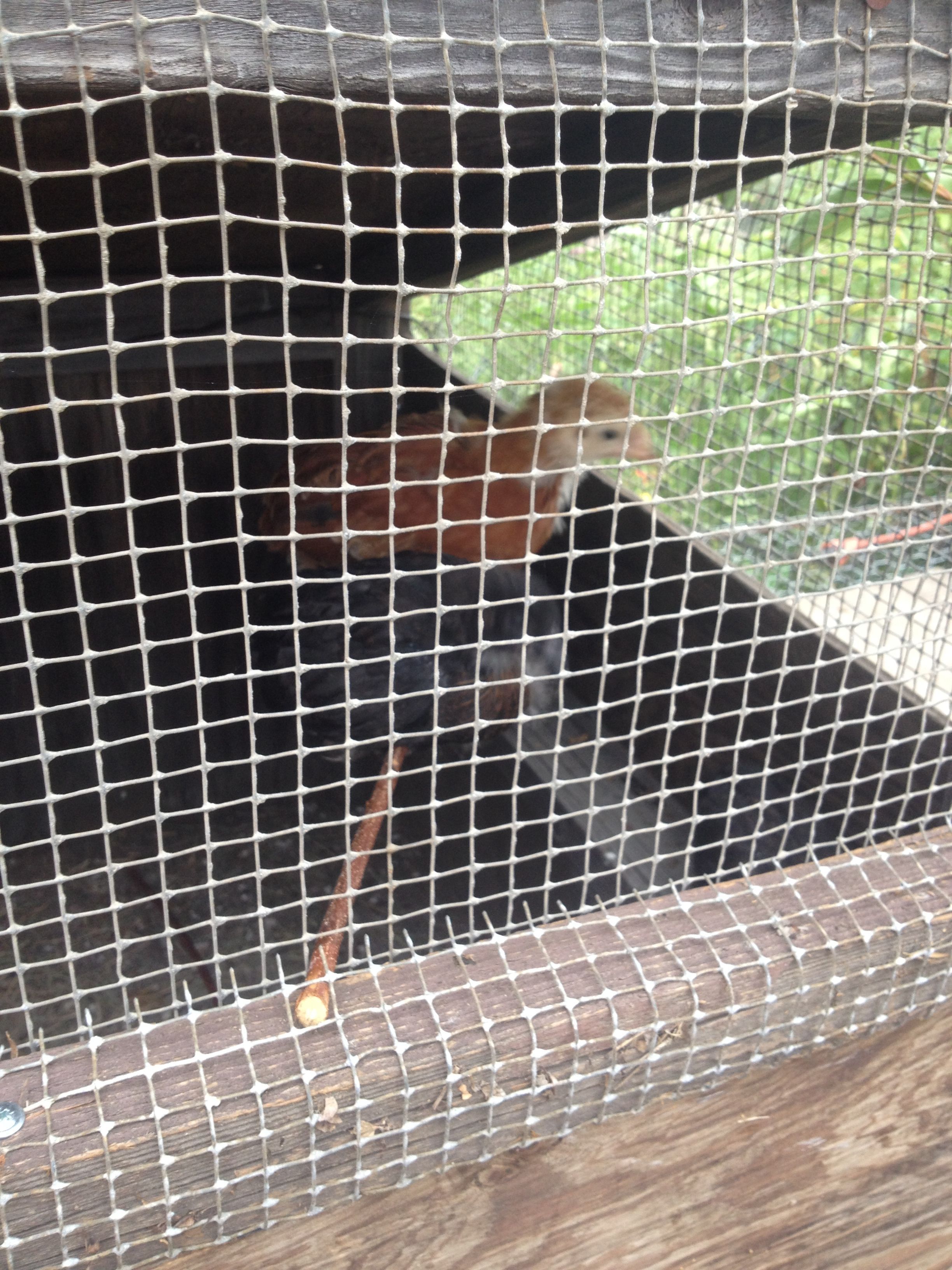 Using the roost for the first time