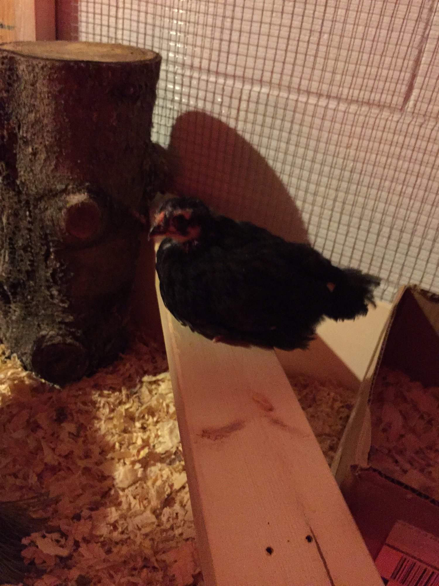 Using the roost