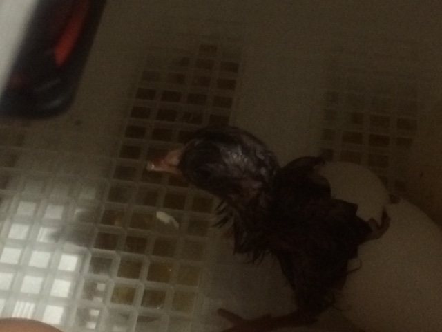 using the shell as a chair