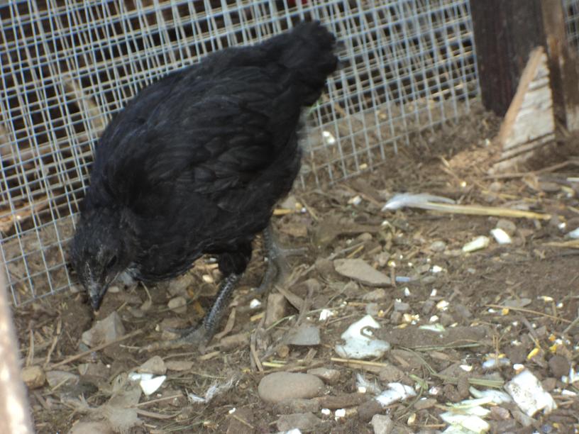 V (as in Roman numeral 5 because she was 5th chick to hatch)