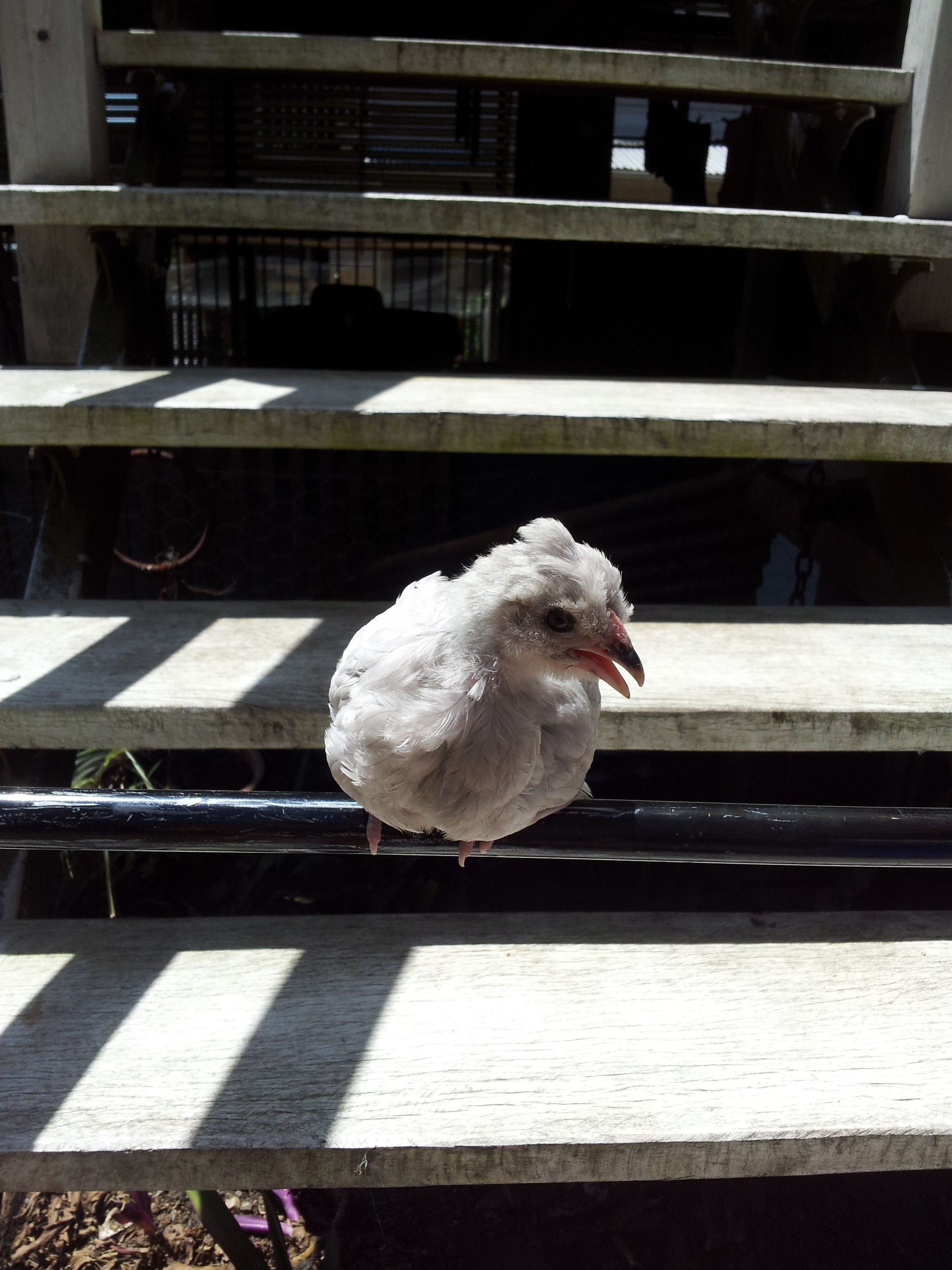 Vaermina, my Araucana