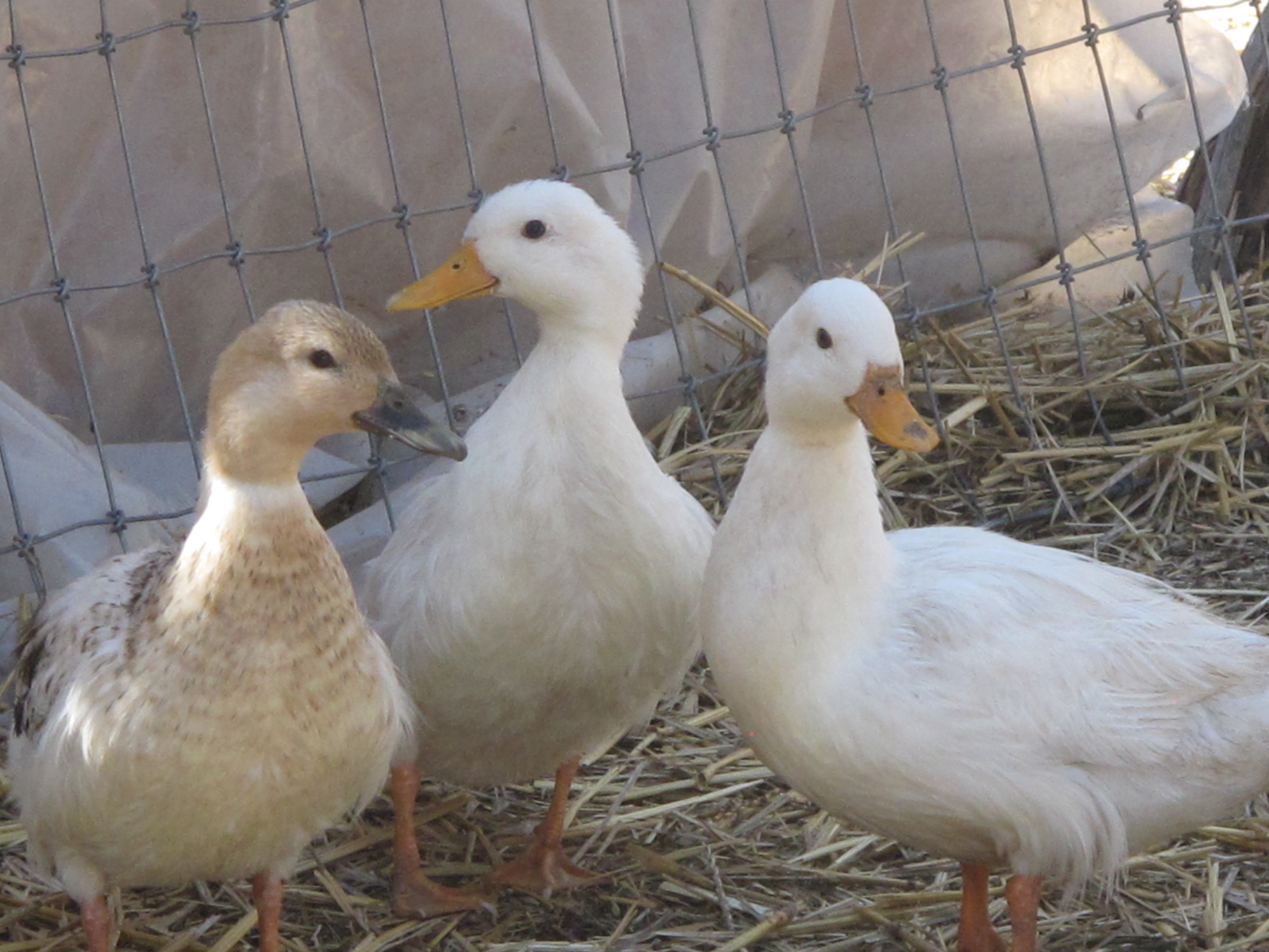 Valentina, Lady and The Tramp