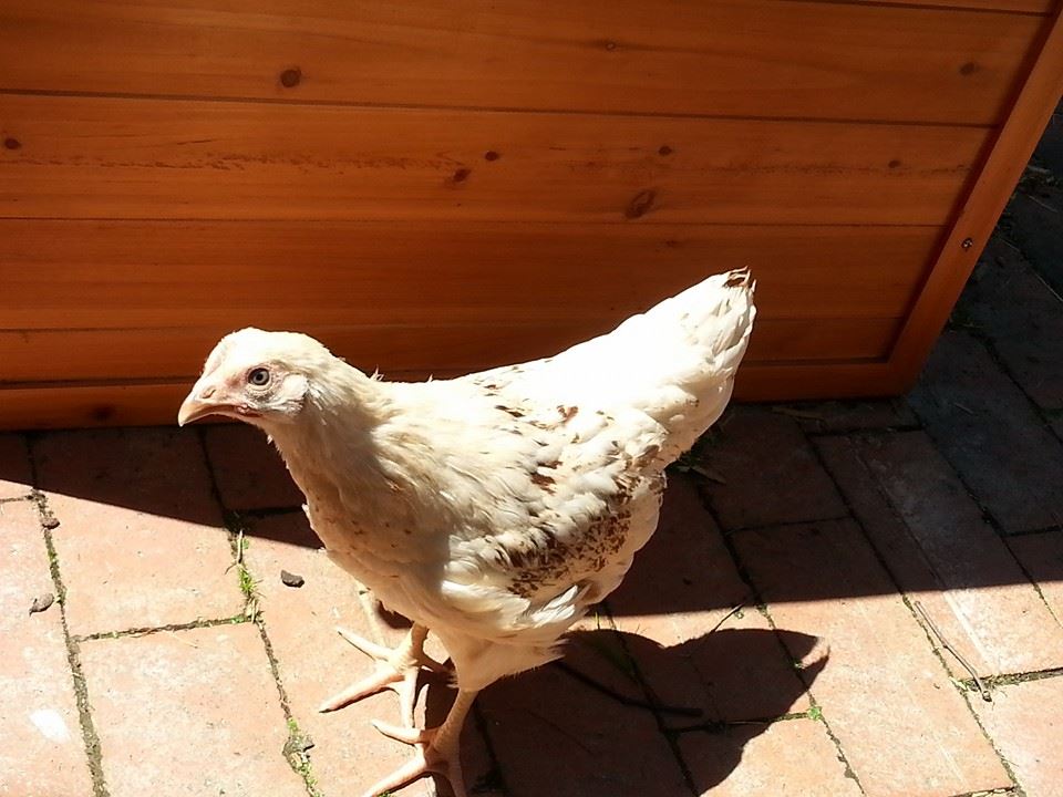 Vanellope
Named after Vanellope von Schweetz from Wreck It Ralph because after hatching she kept moving her head in sudden spurts like she was "glitching" (even more so then chickens usually do). 

Vanellope was stuck inside her egg for 24 hours after making the first hole through the egg shell. We got a bit worried, because although we were told not to assist them we also didn't think it was normal for them to take that long. After a lot of hemming and hawwing we broke a bit of egg shell off to assist her and realised that the membrane had actually dried around her, preventing her from getting out. We completely freed her, but were unsure if she would survive the night. 8 weeks on and she is now just as fit and healthy as the others!!