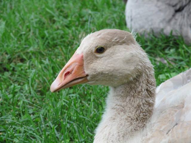 *
Vanilla, american buff goose