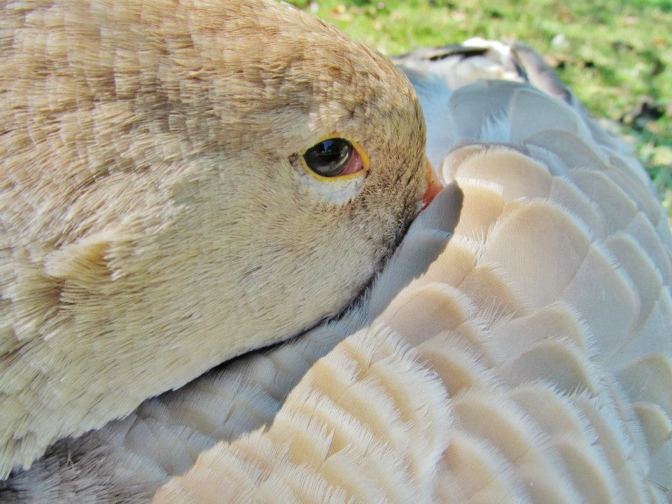 *
Vanilla, American buff goose