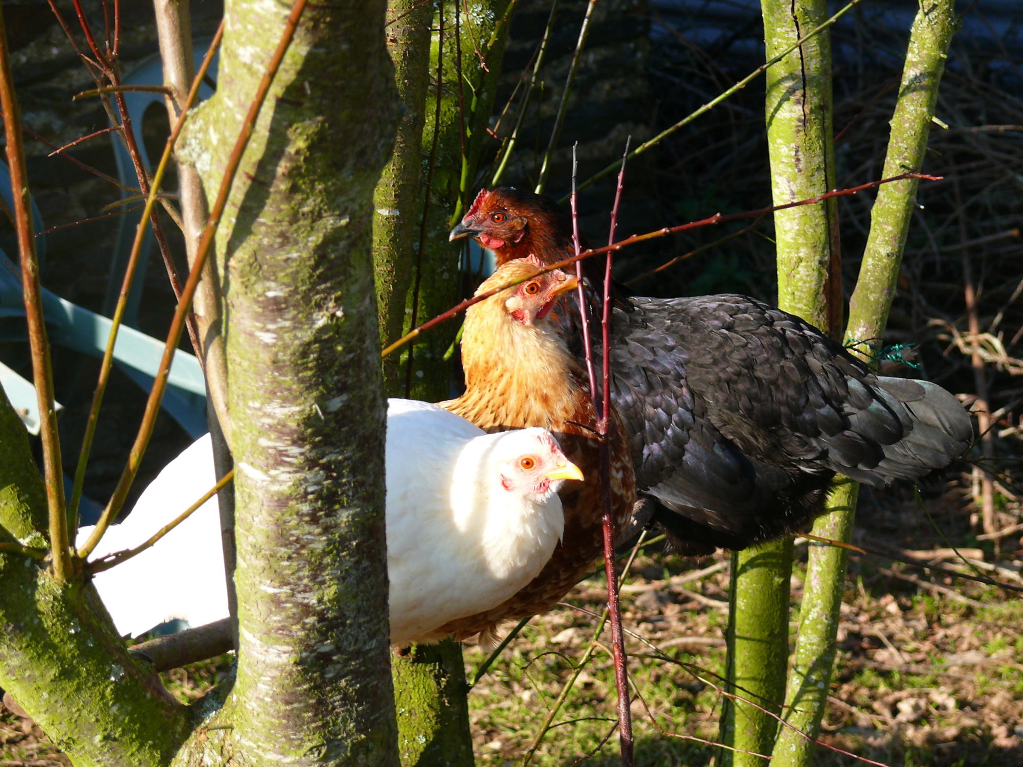Vanilla and Shrimp on their perch