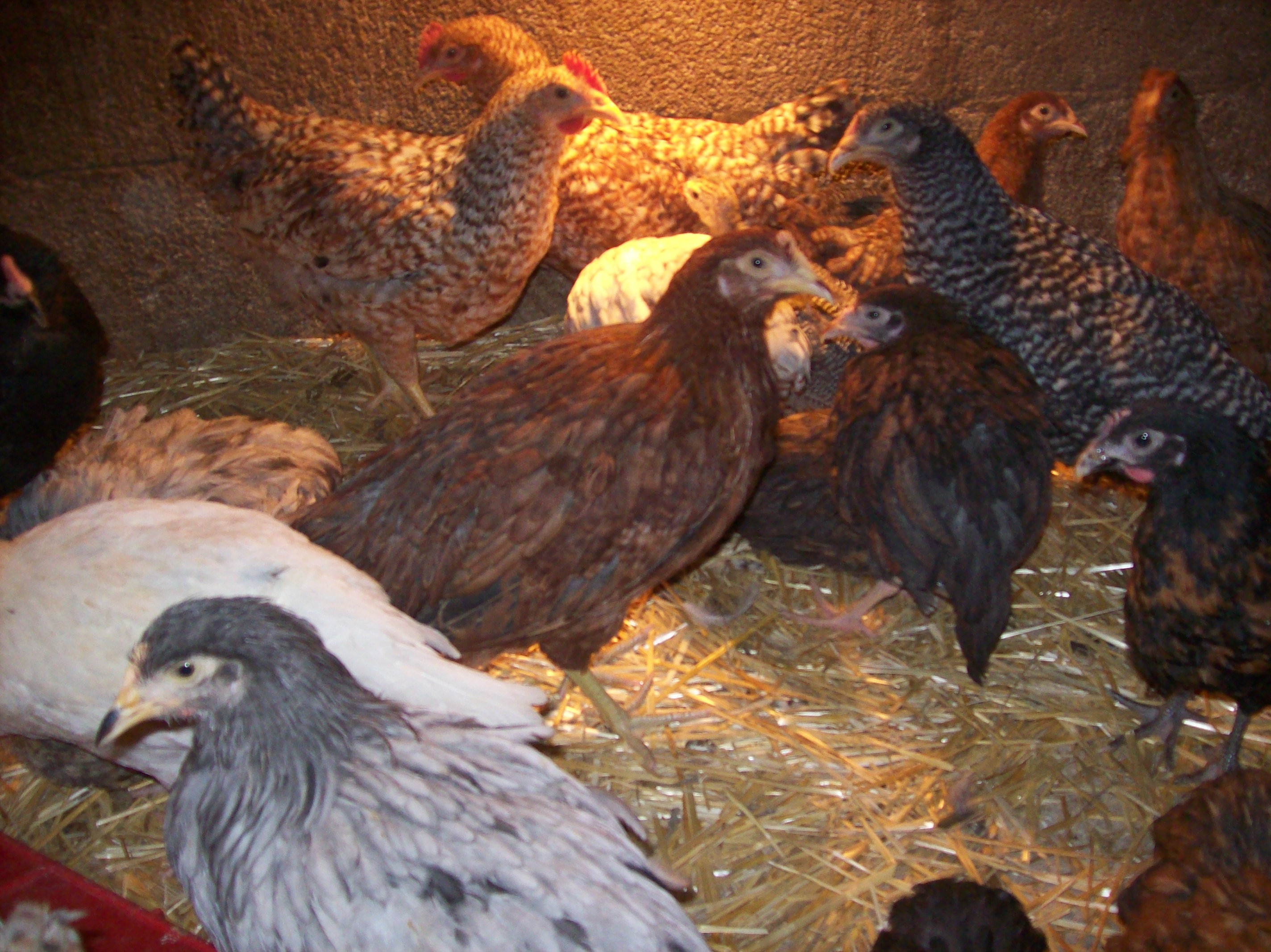 Various youngsters in the grow out pen