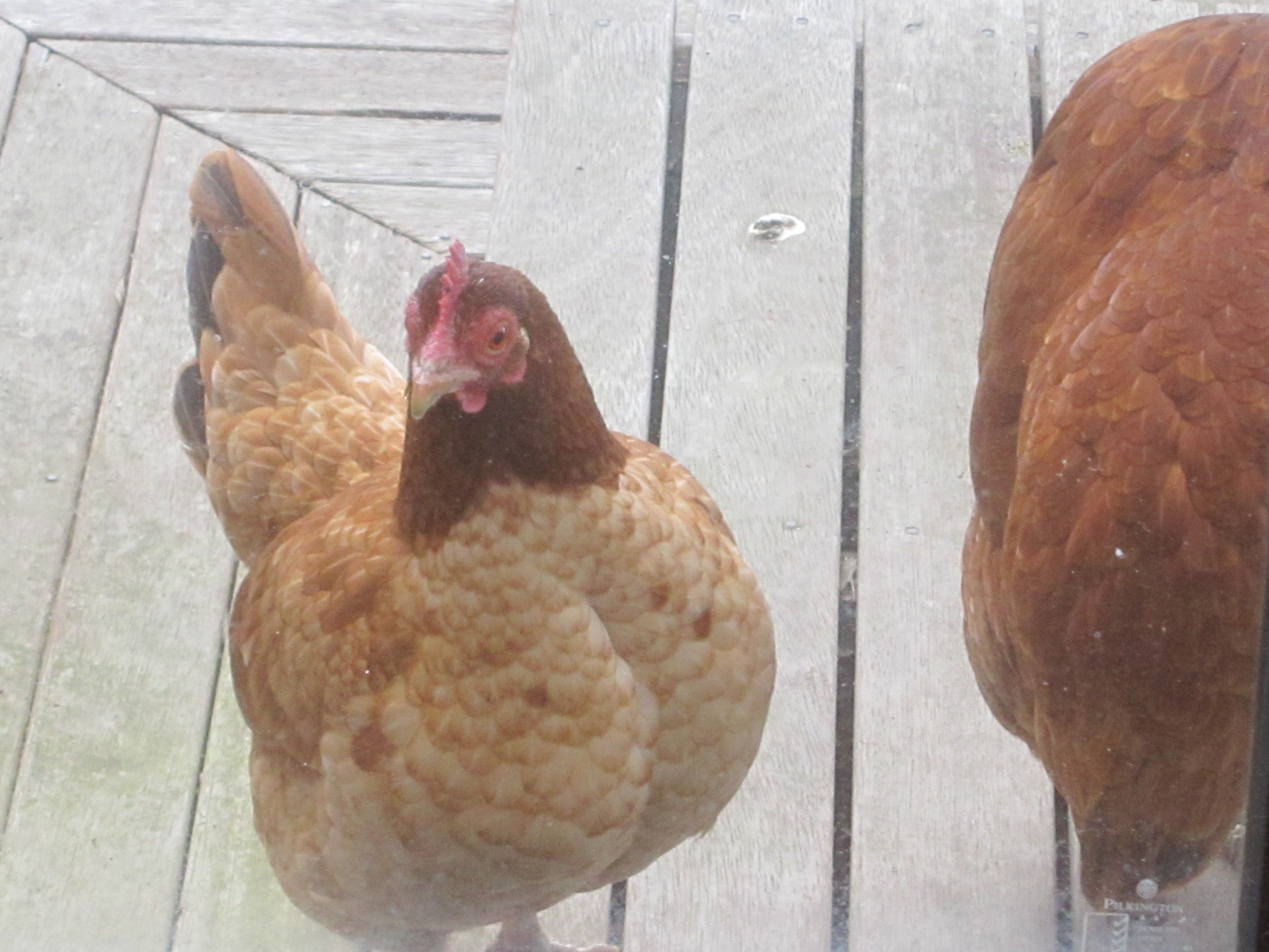 Varooka, she's the boss   :o)