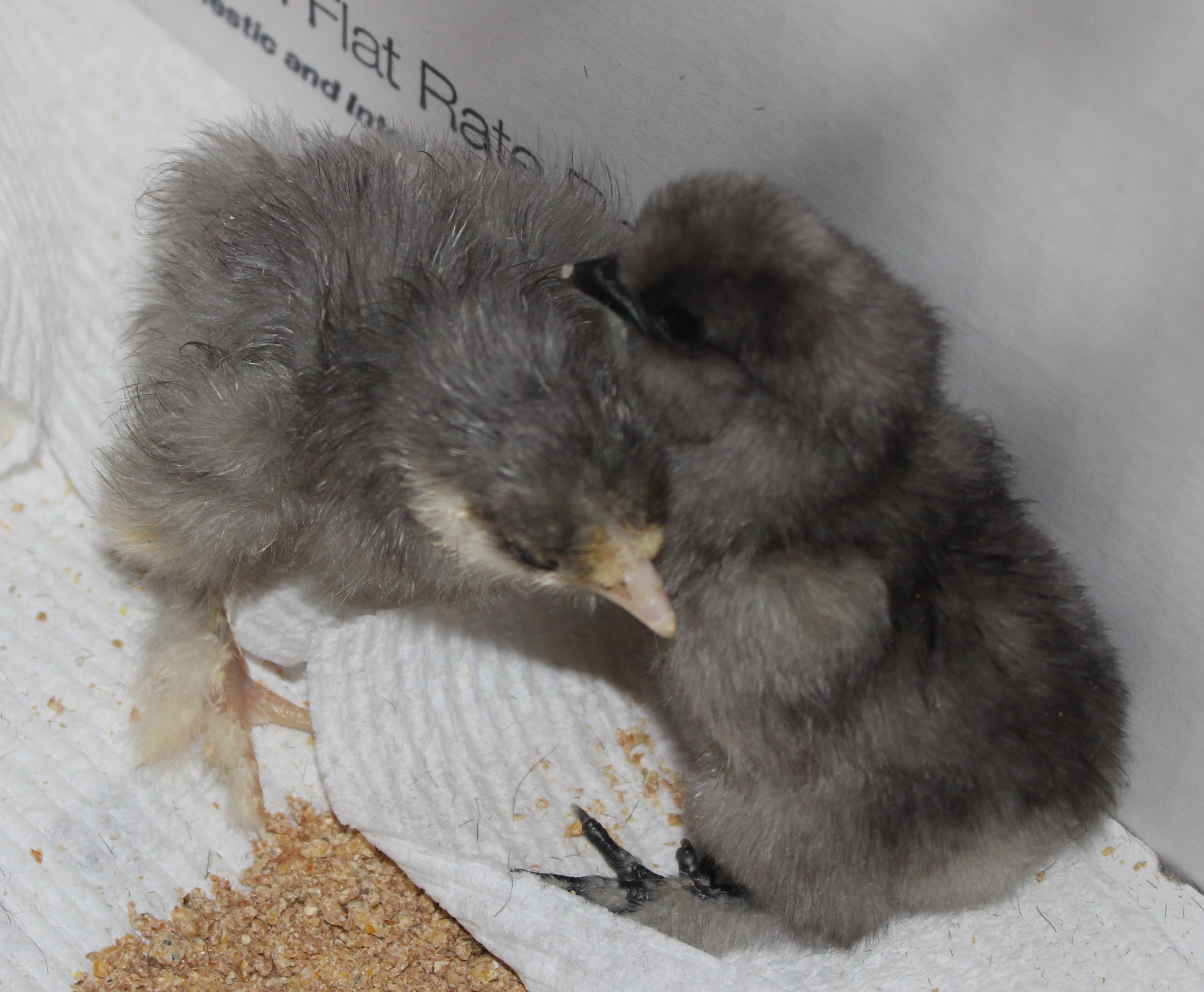 Vegas ( yellow beak ) his hatch buddy..Dice