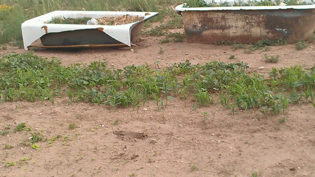 veggie garden