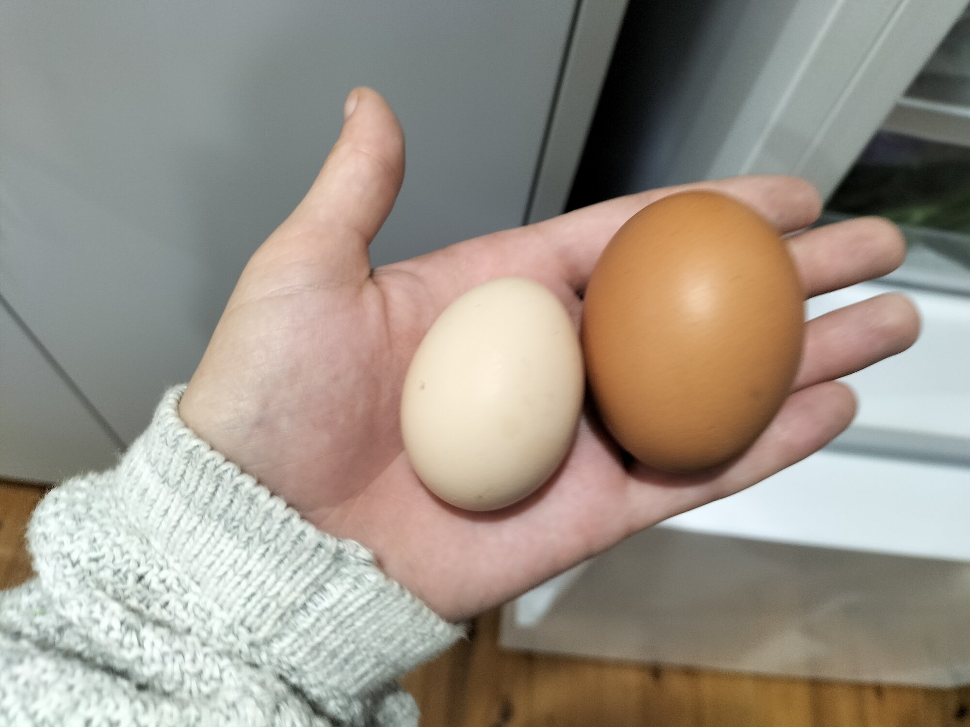 Velma lays her first egg!!!