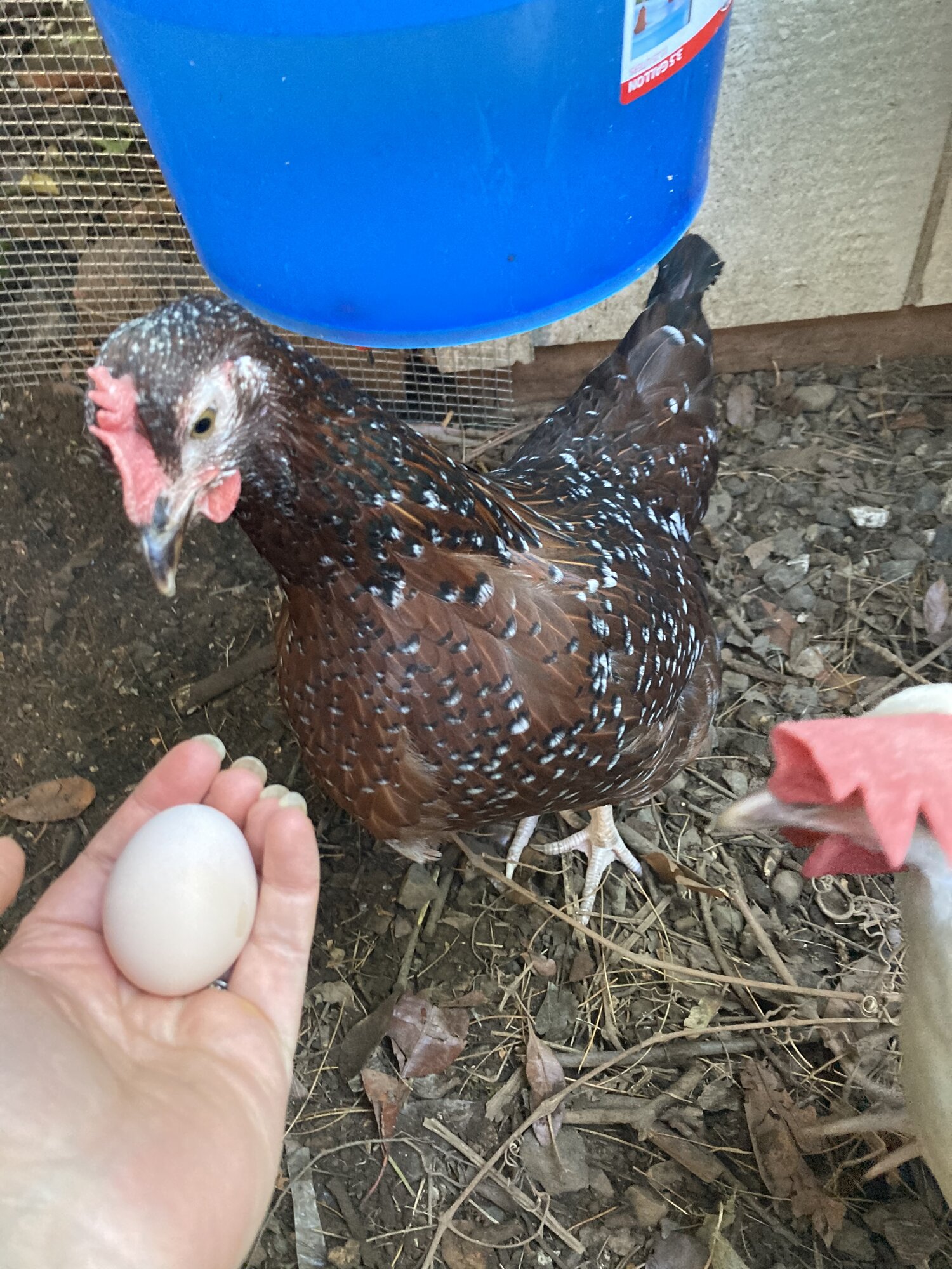Velociraptor’s first egg