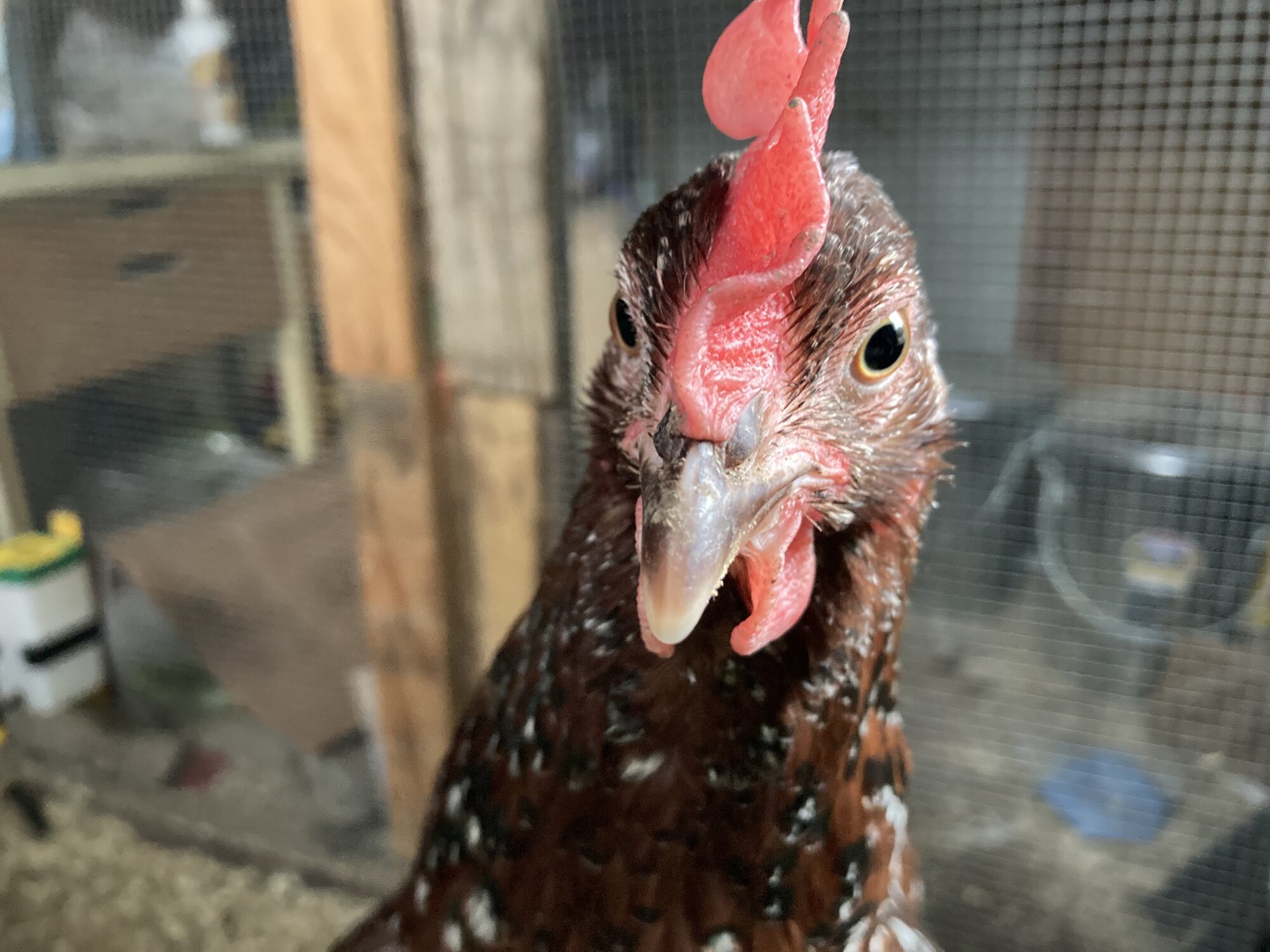 Velociraptor glamor shot