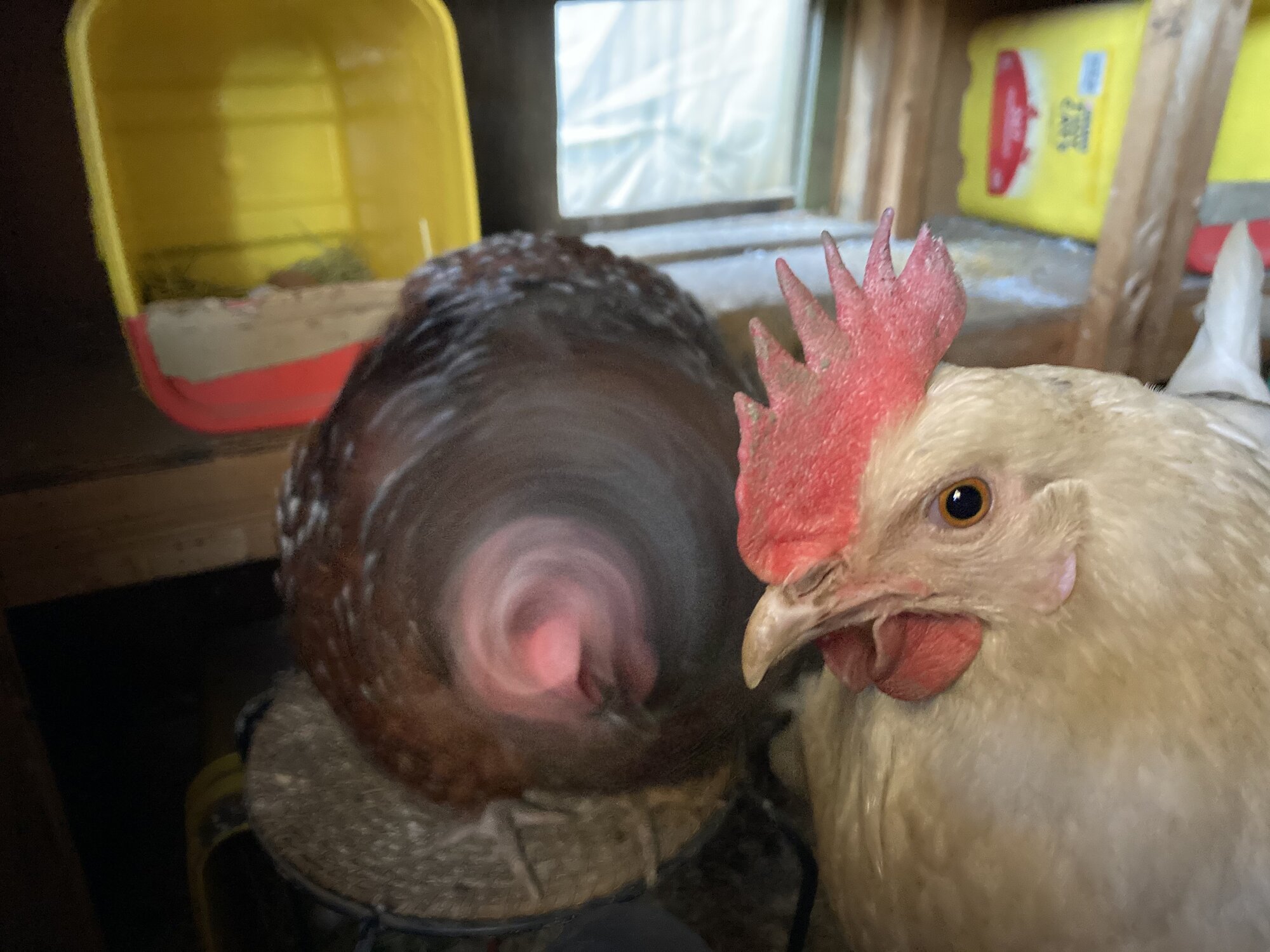 Velociraptor von Murderbird opens a portal to the void.