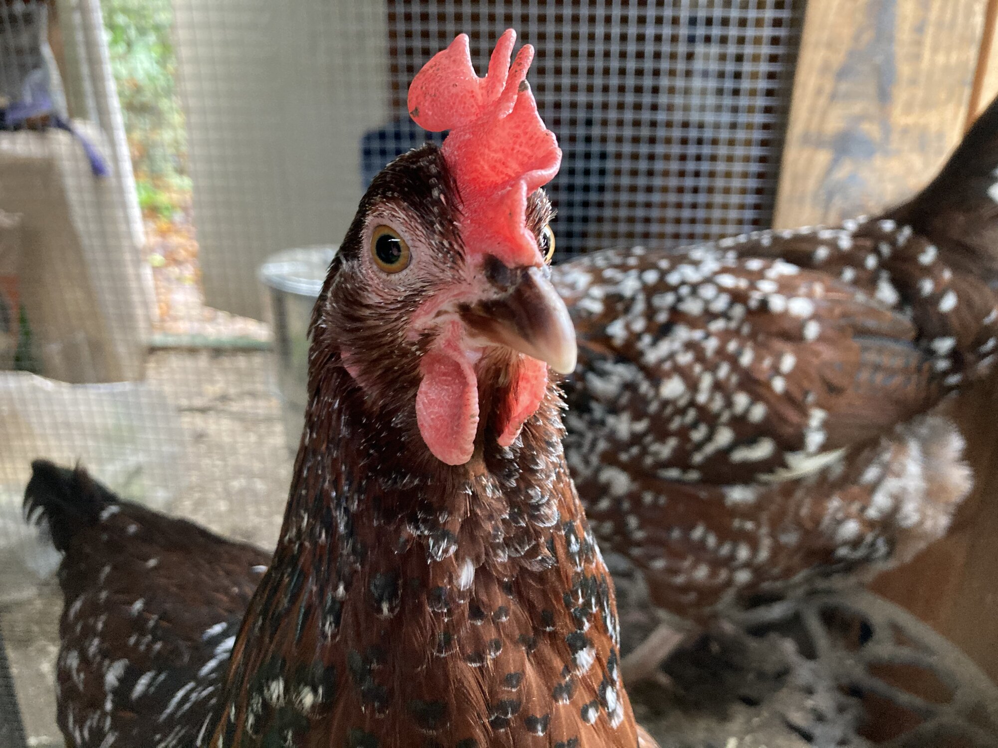 Velociraptor von Murderbird