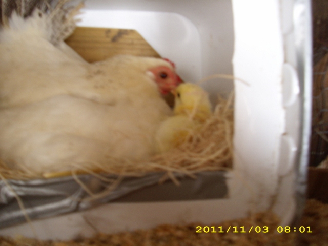 Veronica, and one of her December chicks.