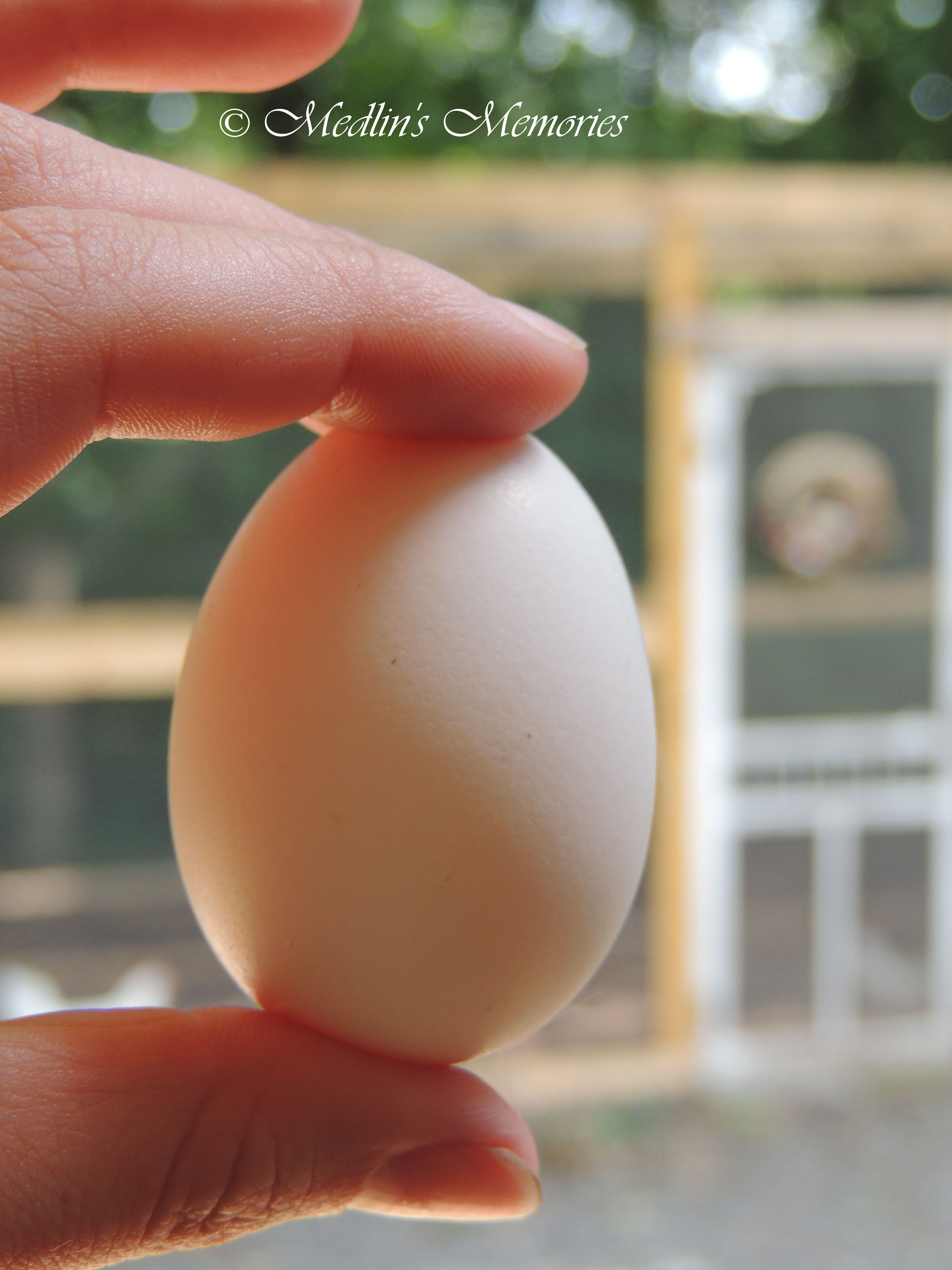 Very 1st Egg!!
7/25/13